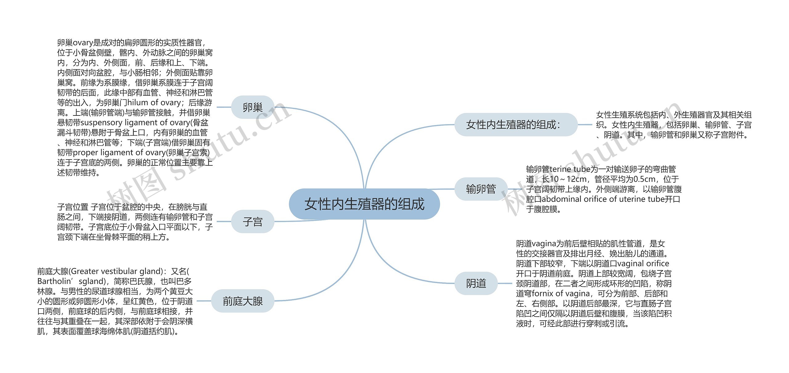 女性内生殖器的组成 女性内生殖器的组成