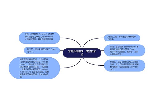 牙的外形组成：牙冠和牙根