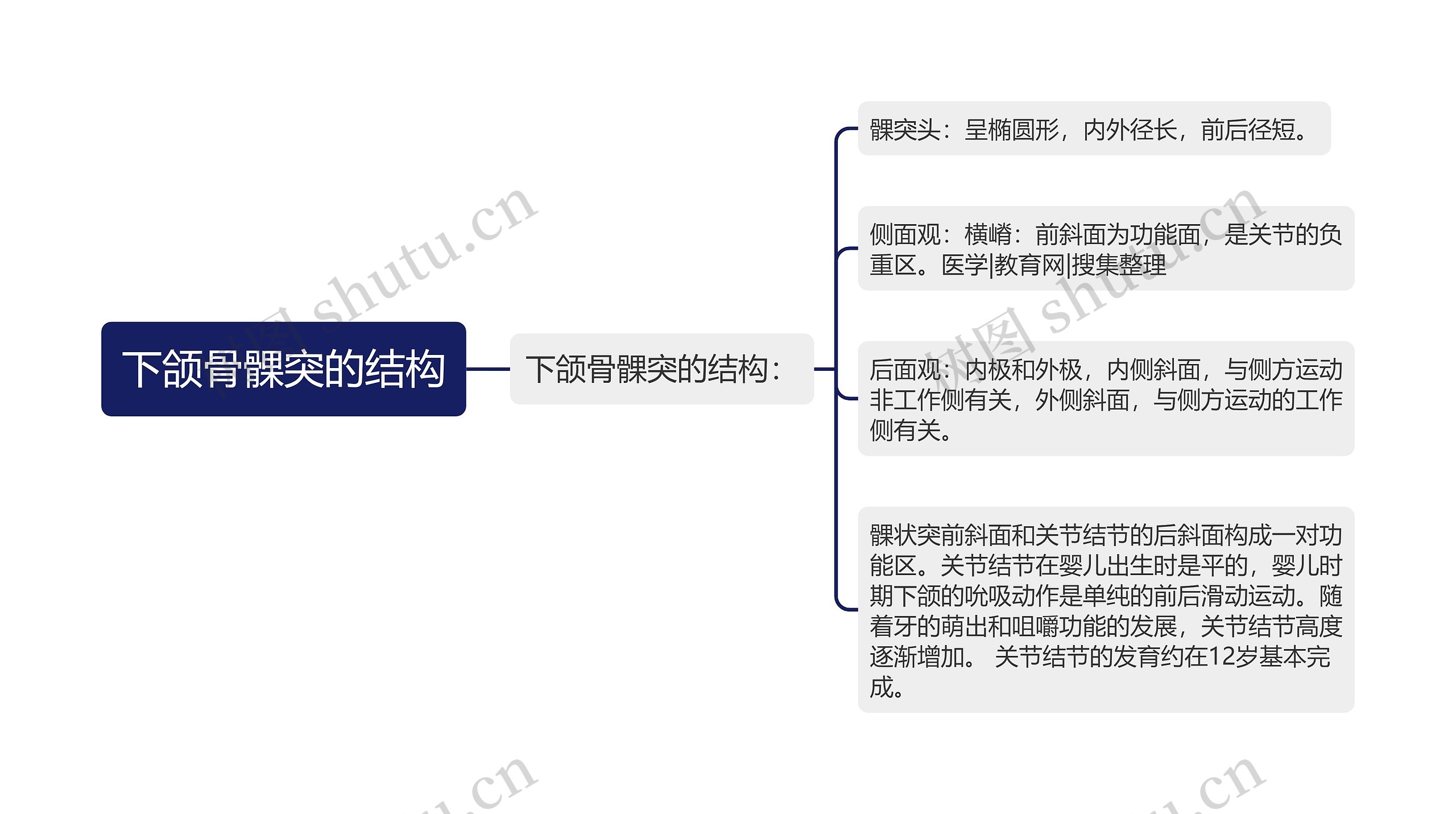 下颌骨髁突的结构