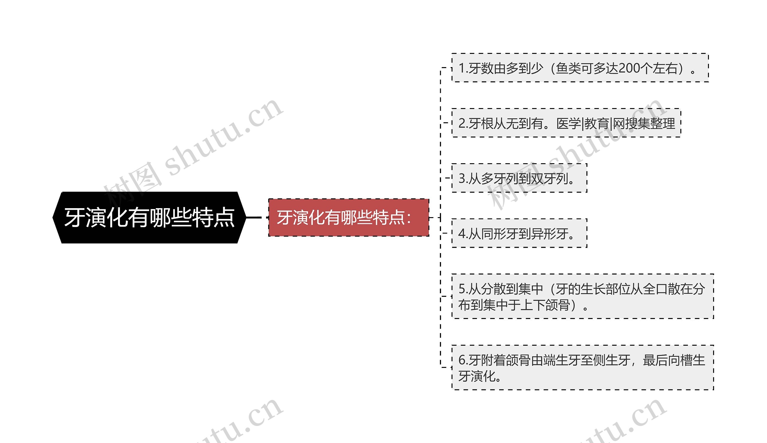 牙演化有哪些特点思维导图