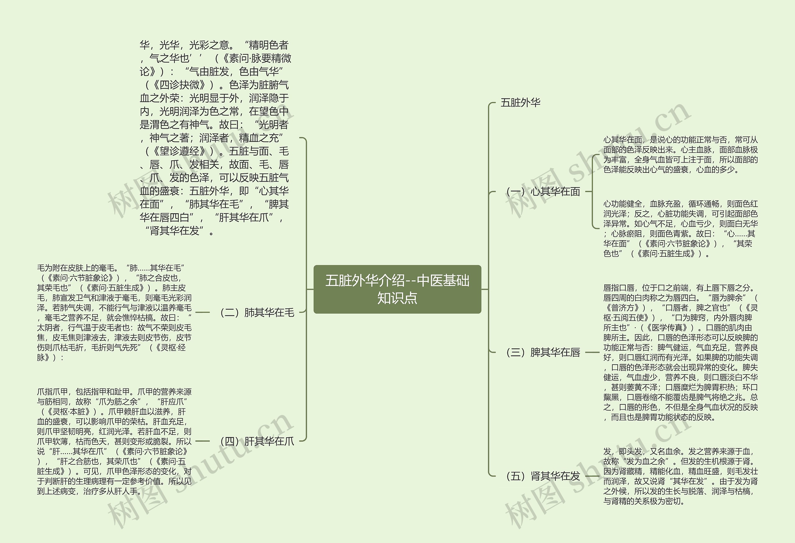 五脏外华介绍--中医基础知识点思维导图