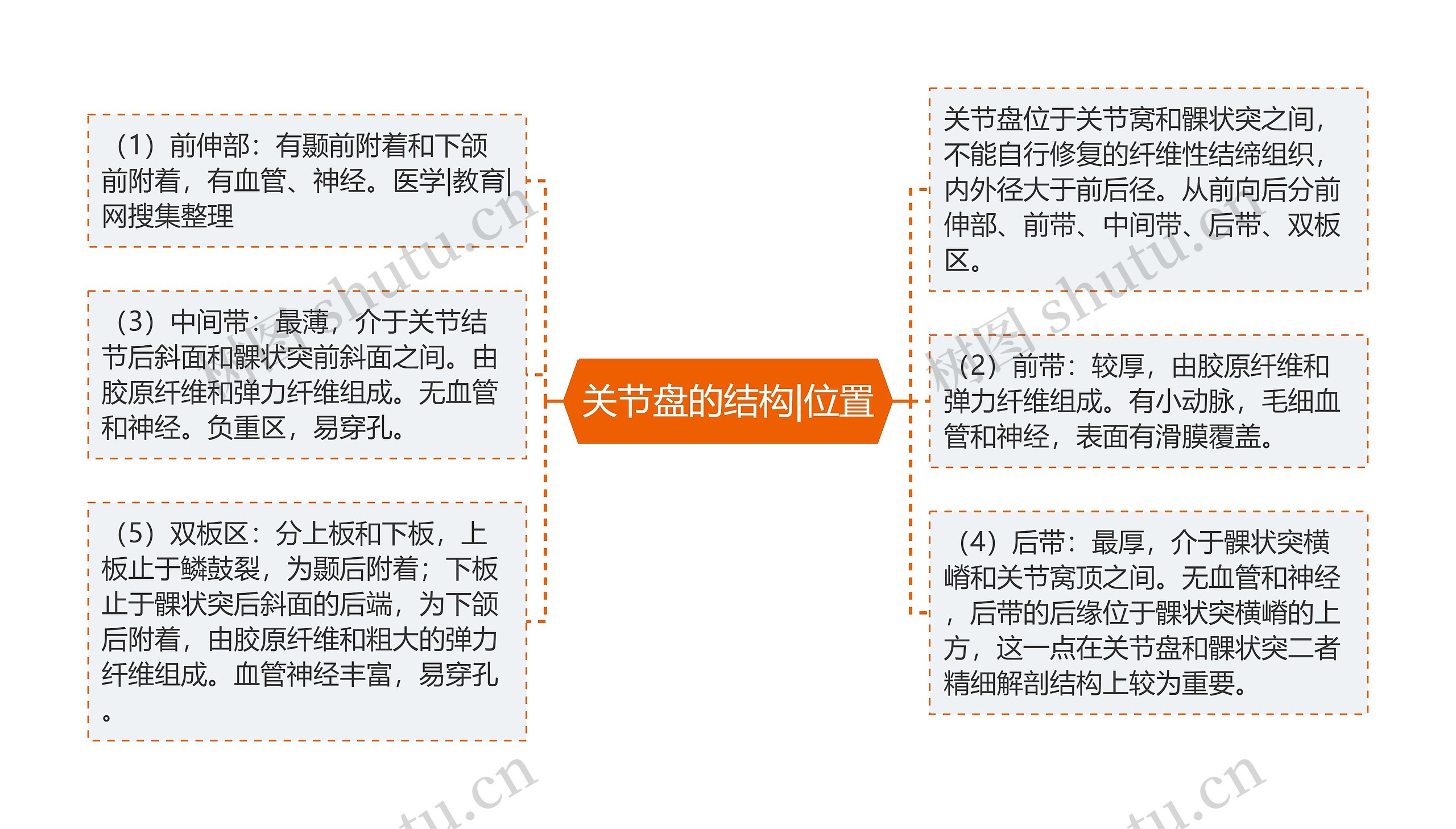 关节盘的结构|位置思维导图