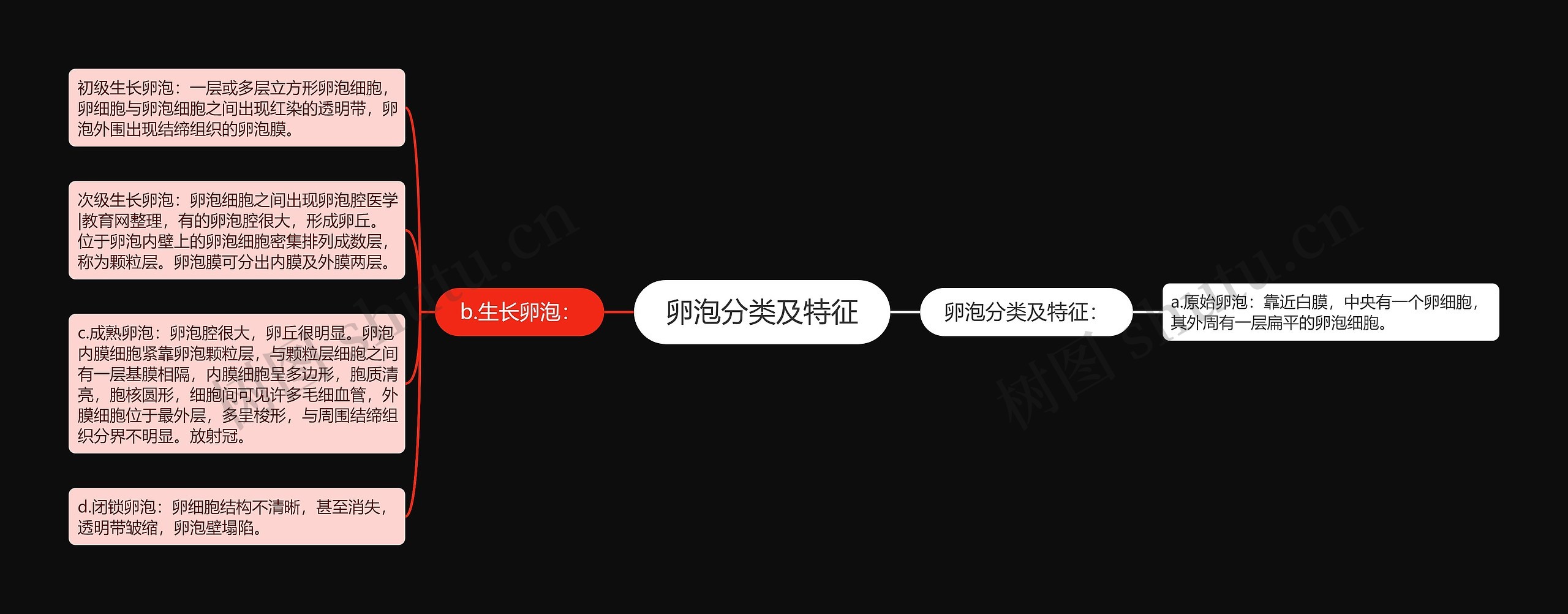 卵泡分类及特征 卵泡分类及特征