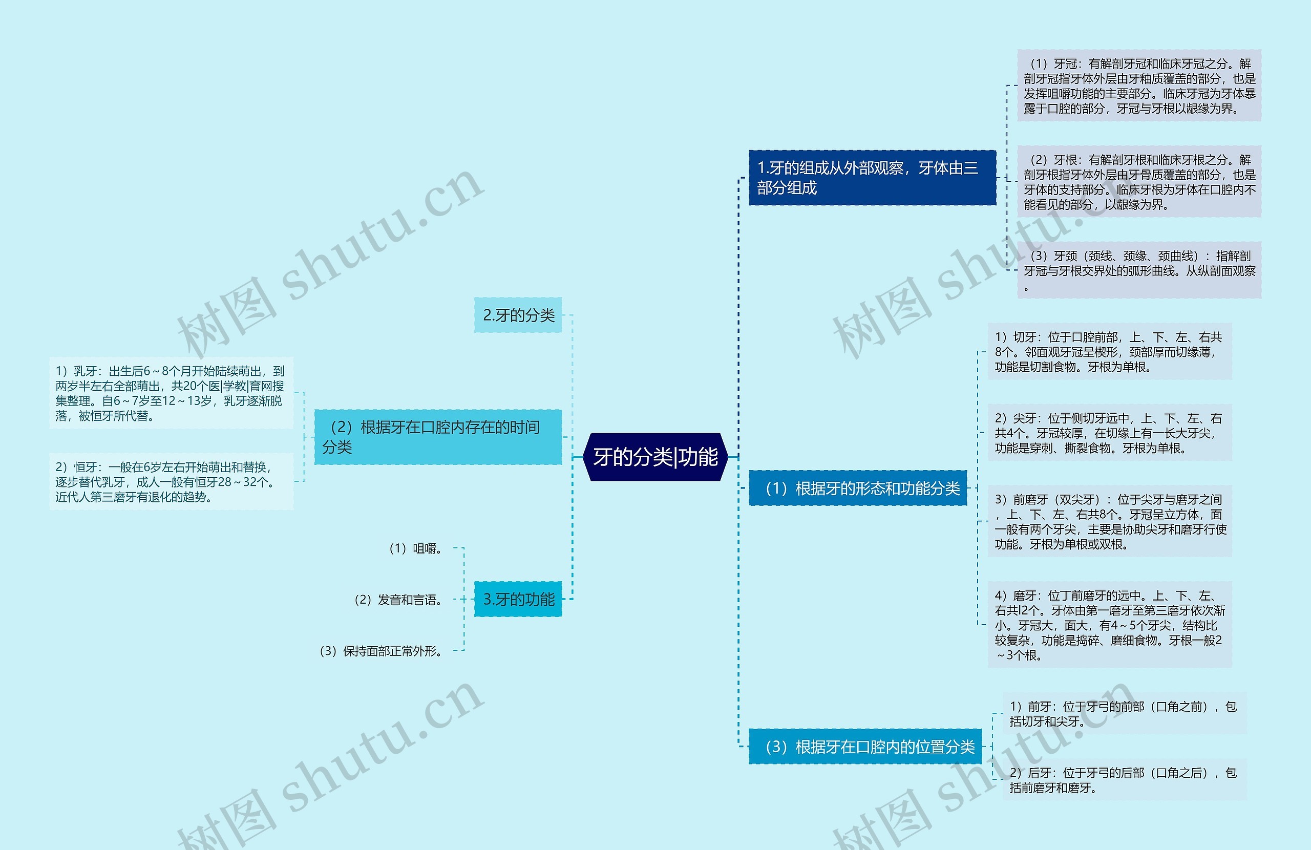 牙的分类|功能思维导图