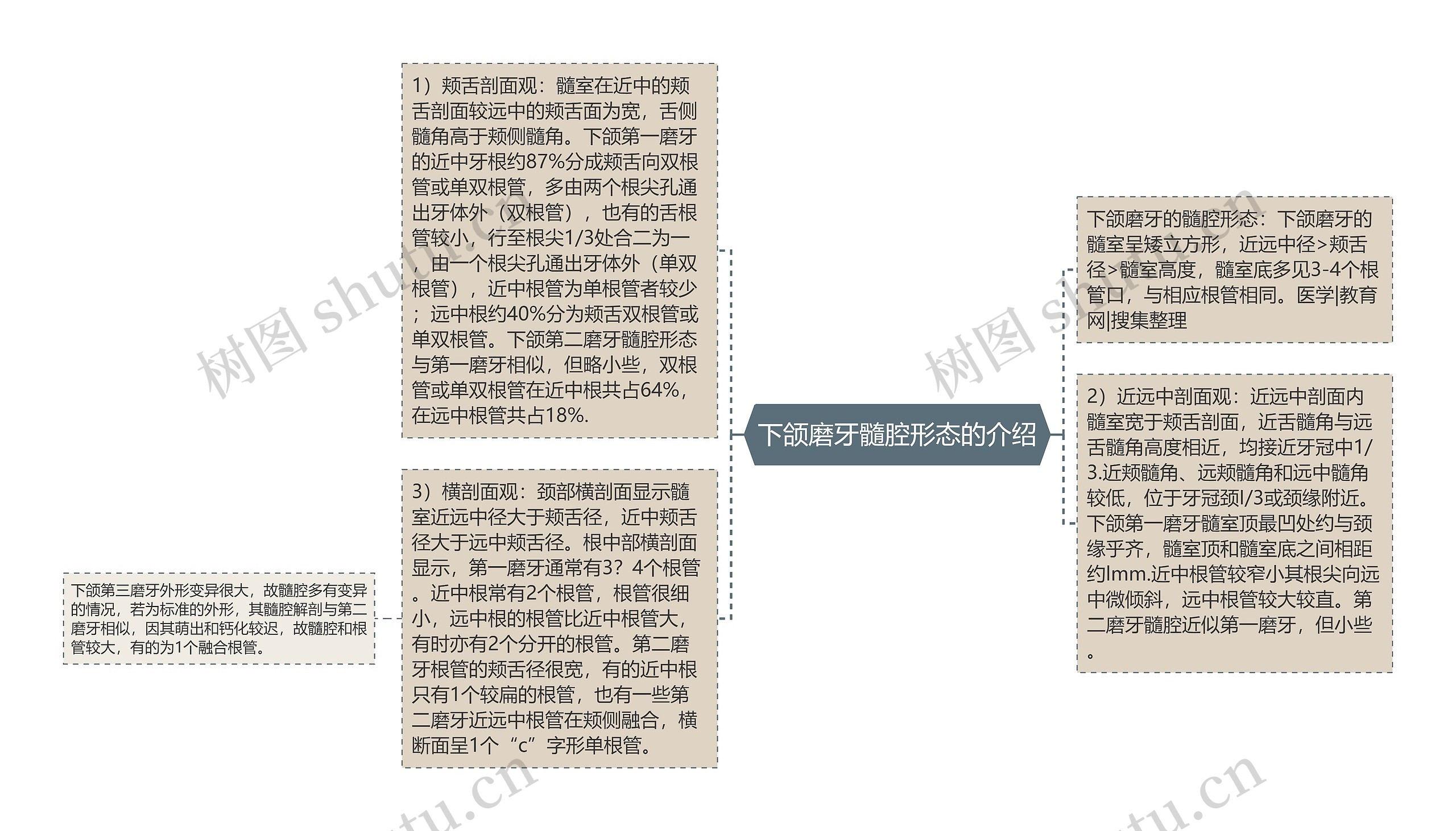 下颌磨牙髓腔形态的介绍