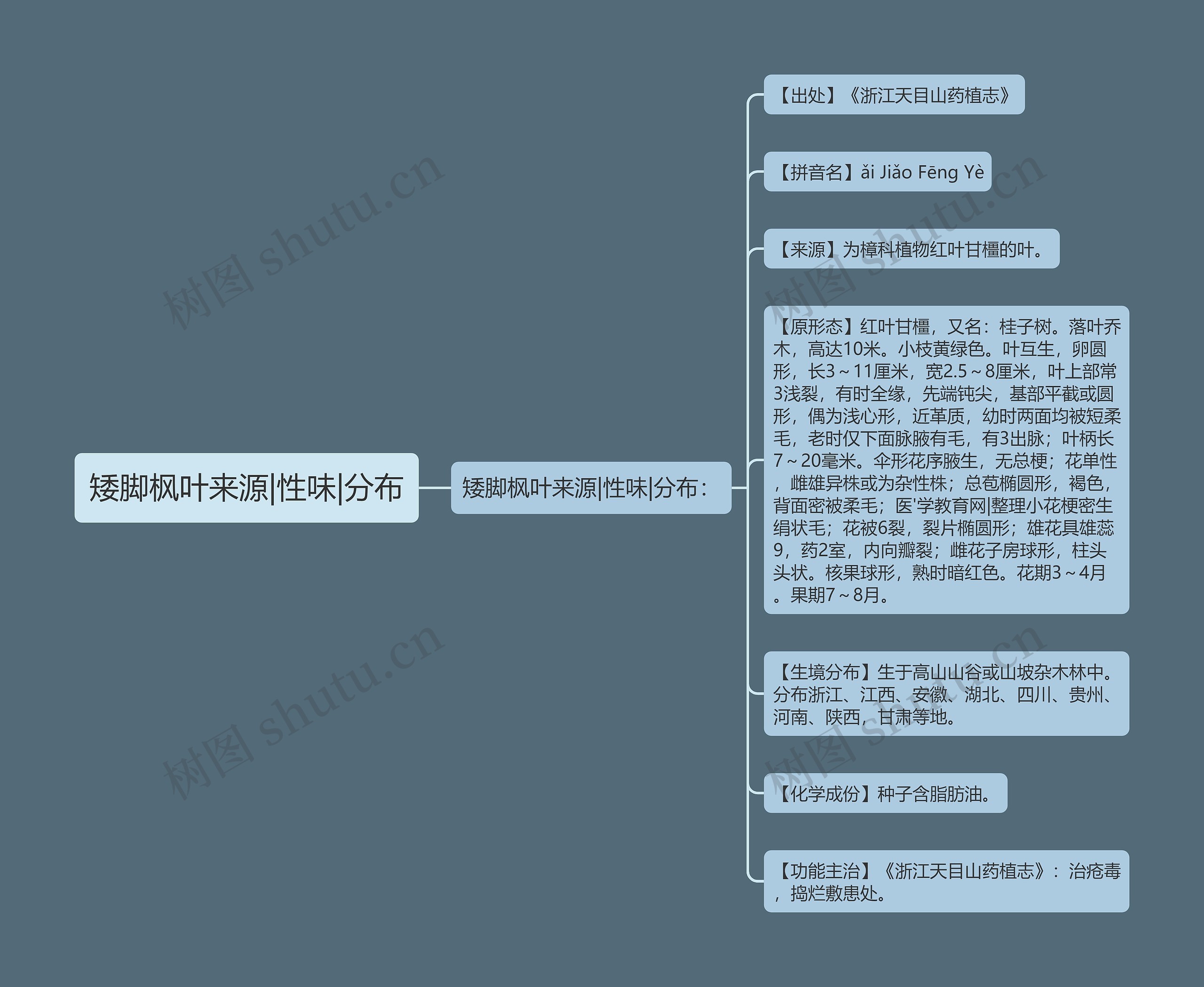 矮脚枫叶来源|性味|分布思维导图