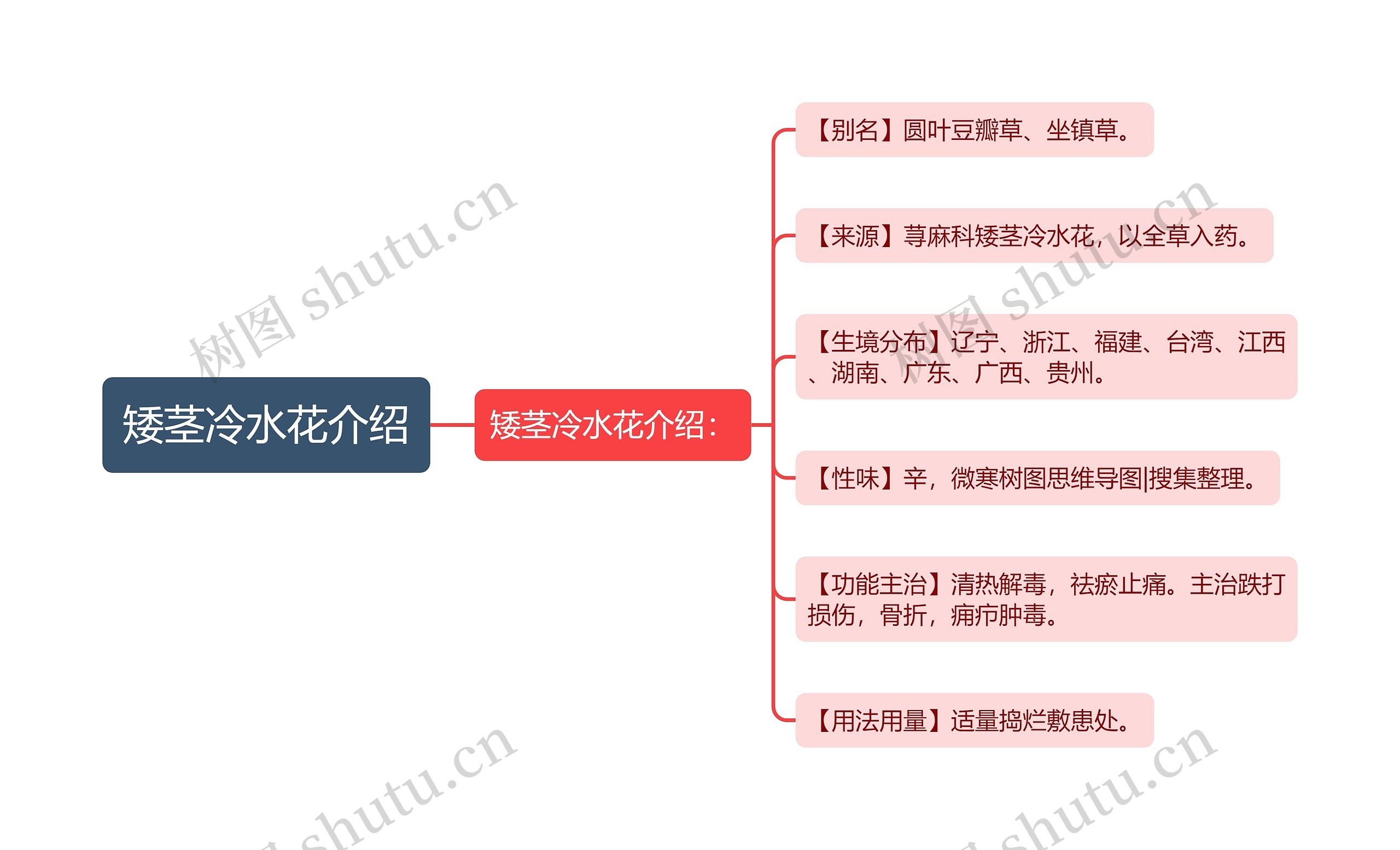 矮茎冷水花介绍思维导图