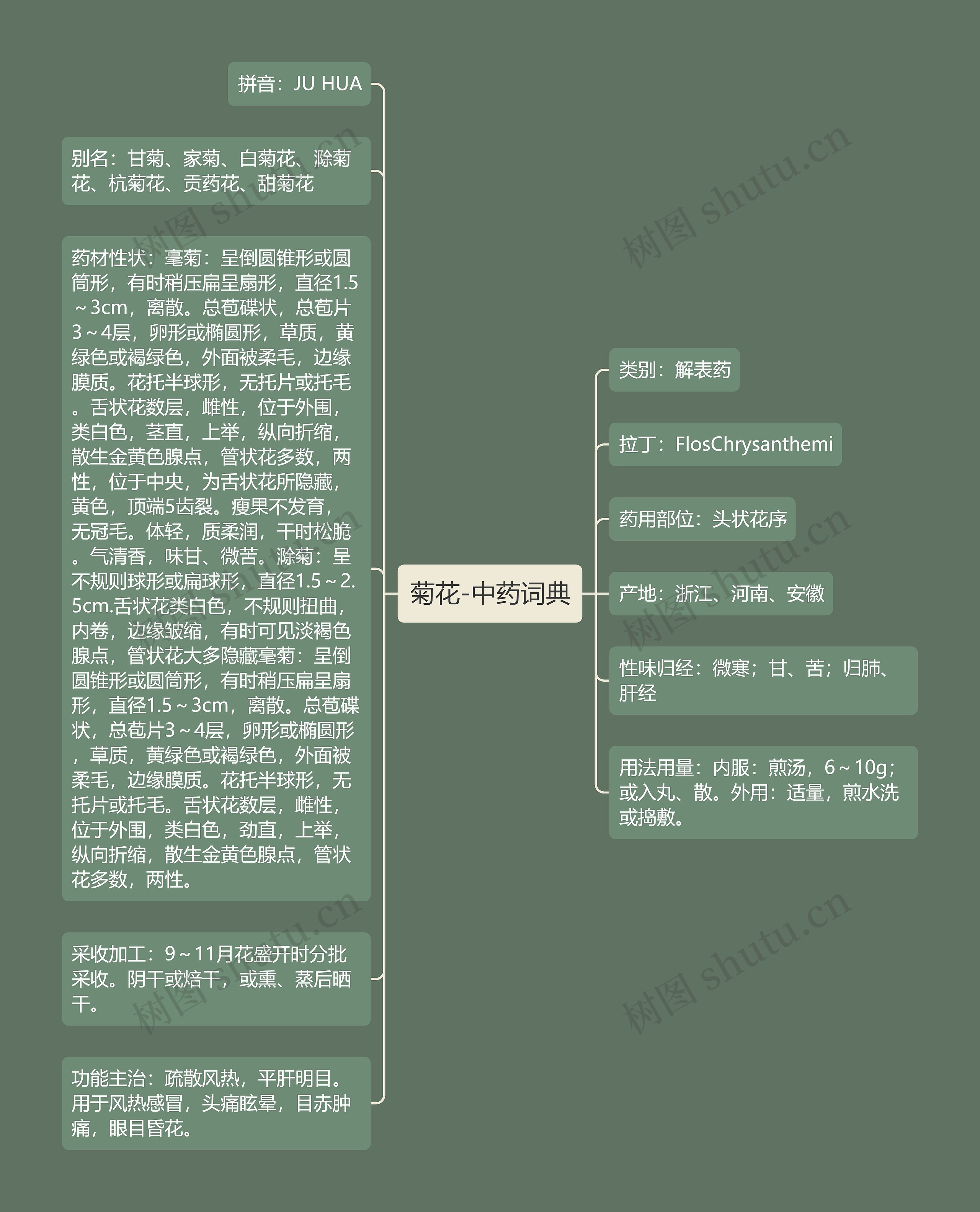 菊花-中药词典思维导图