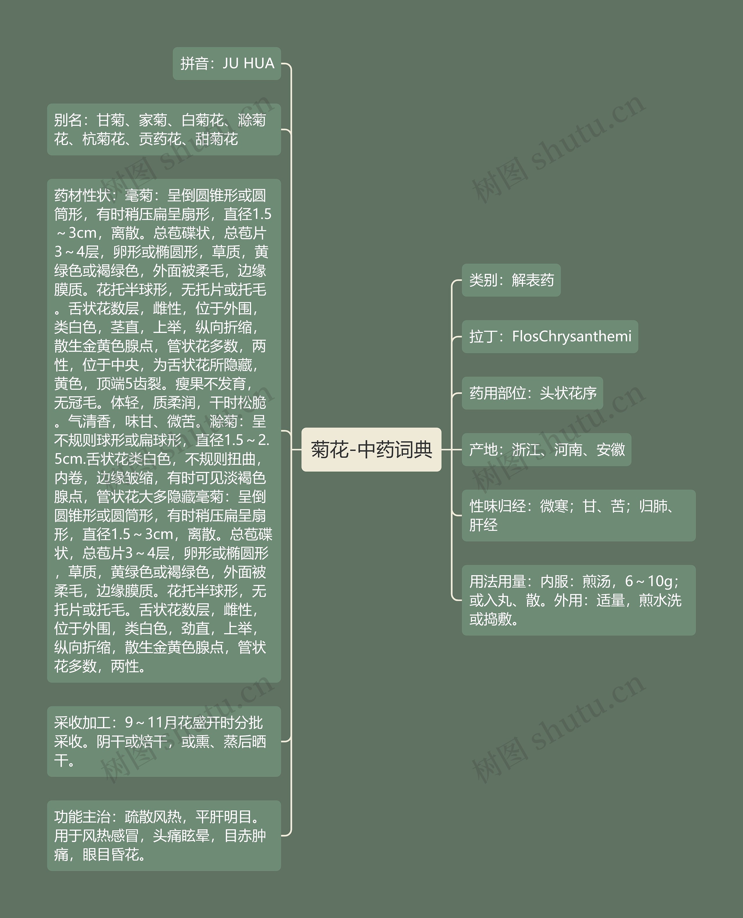 菊花-中药词典 菊花-中药词典