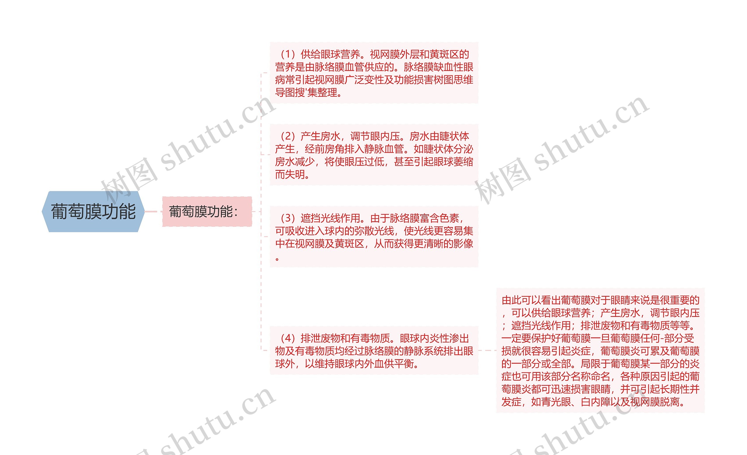 葡萄膜功能 葡萄膜功能