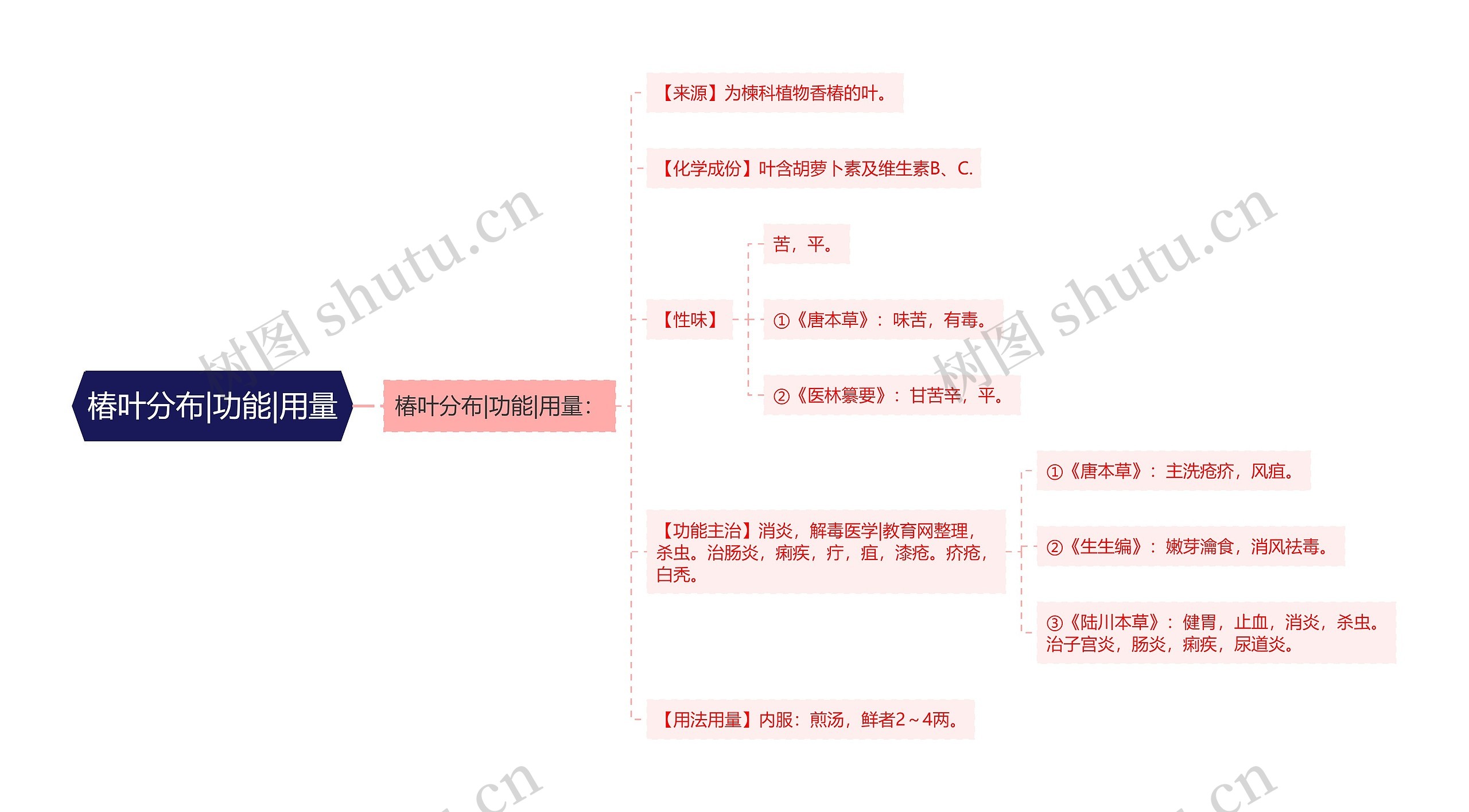 椿叶分布|功能|用量思维导图