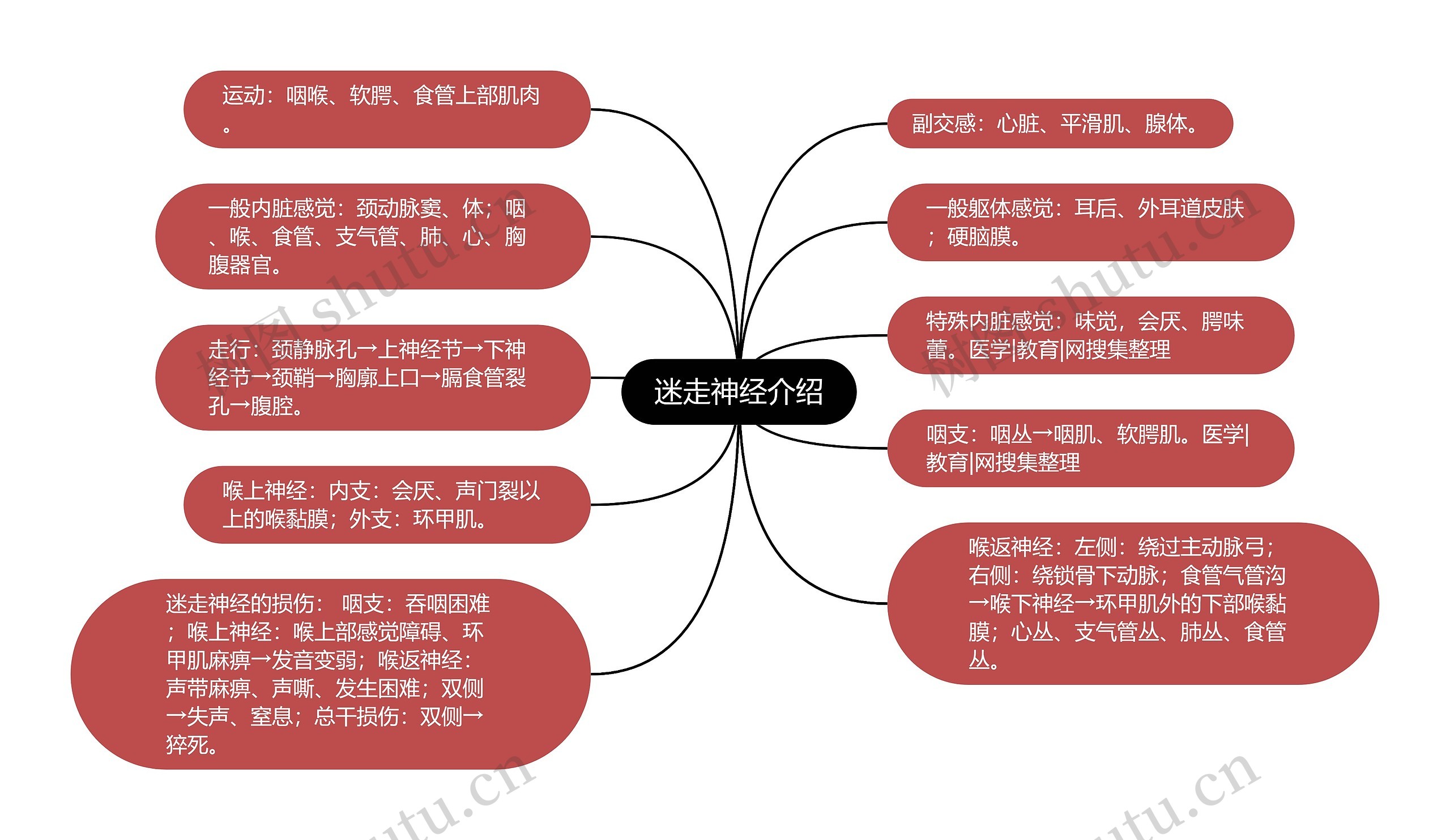 迷走神经介绍 迷走神经介绍