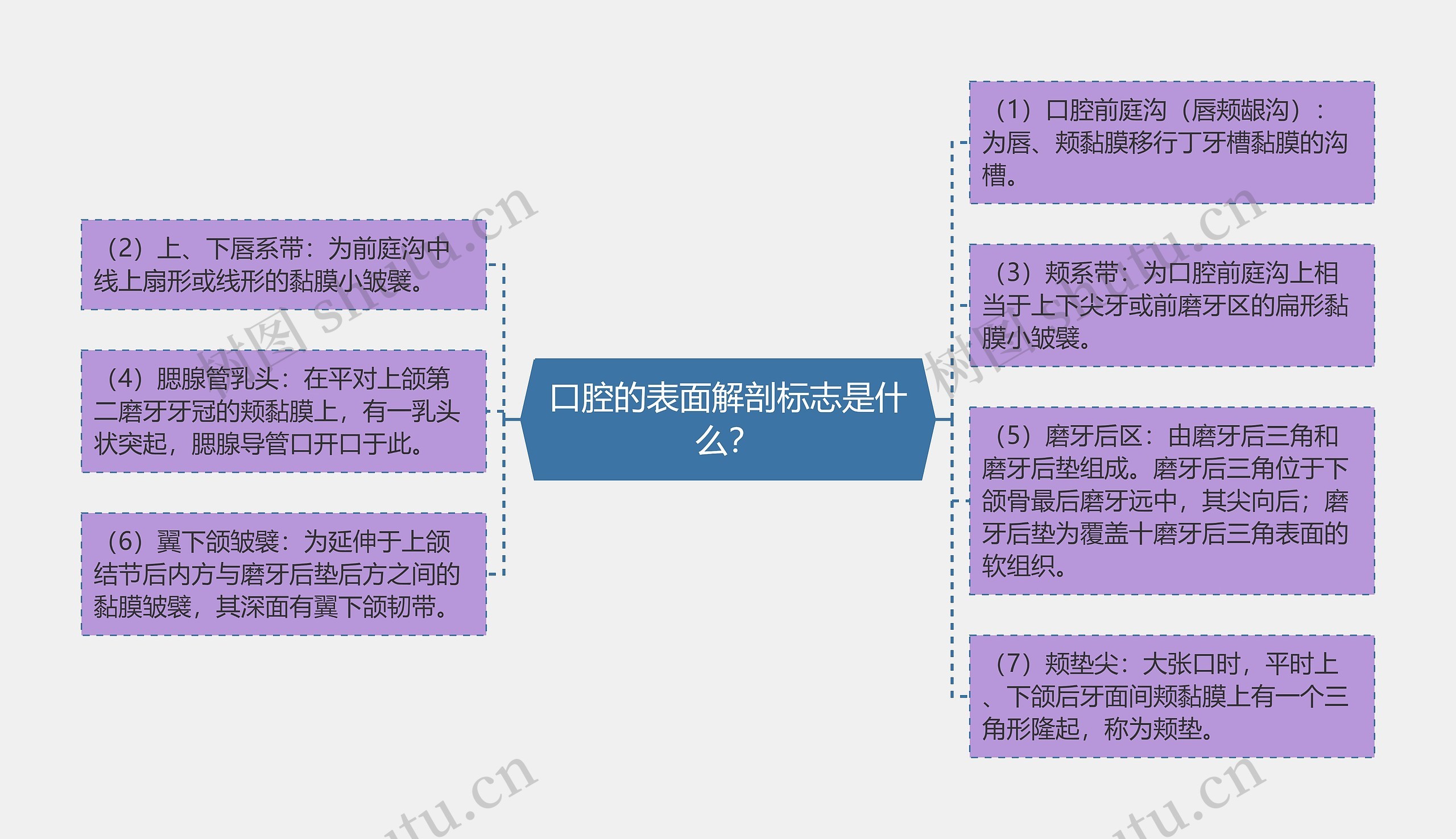 口腔的表面解剖标志是什么？