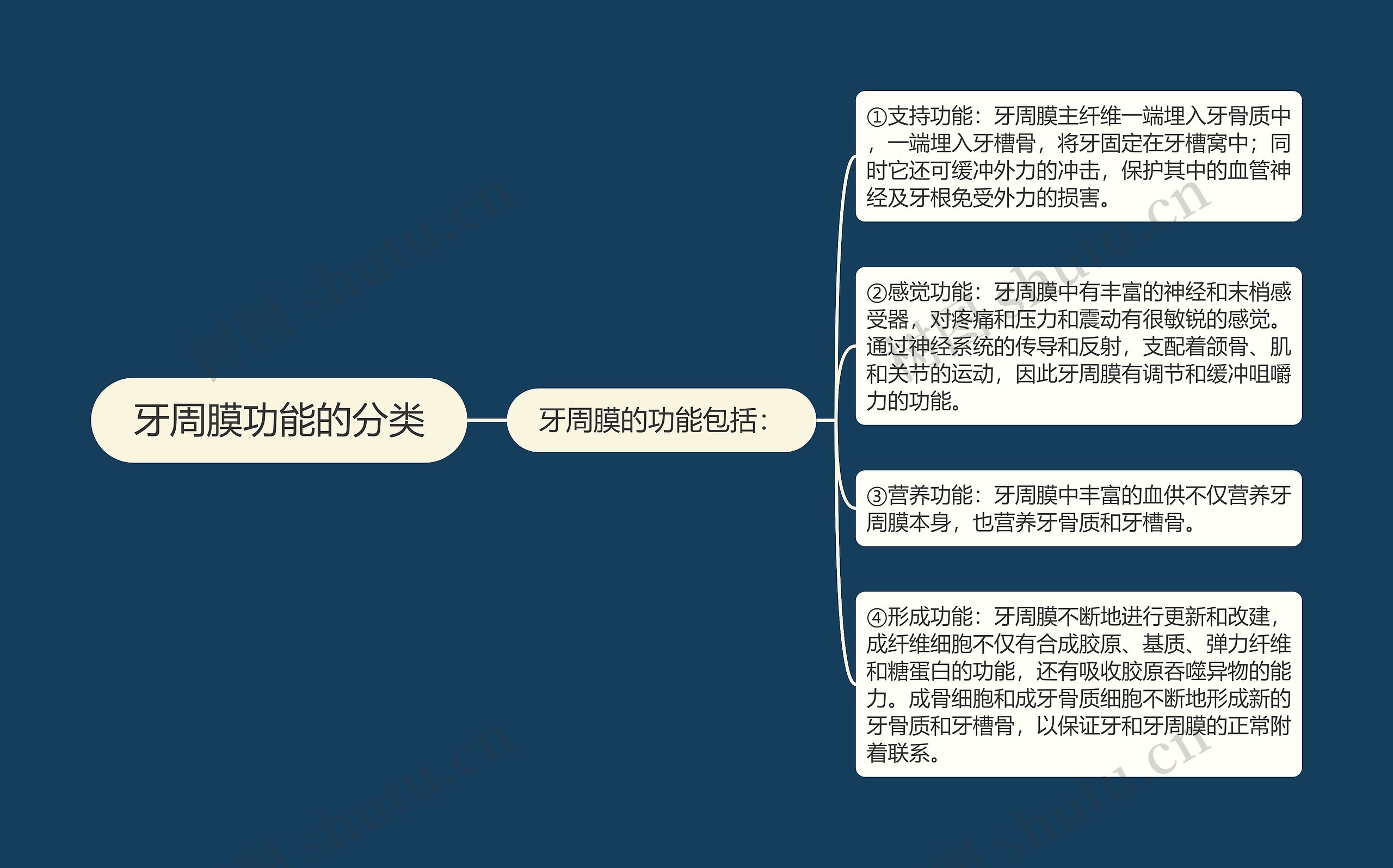 牙周膜功能的分类 牙周膜功能的分类