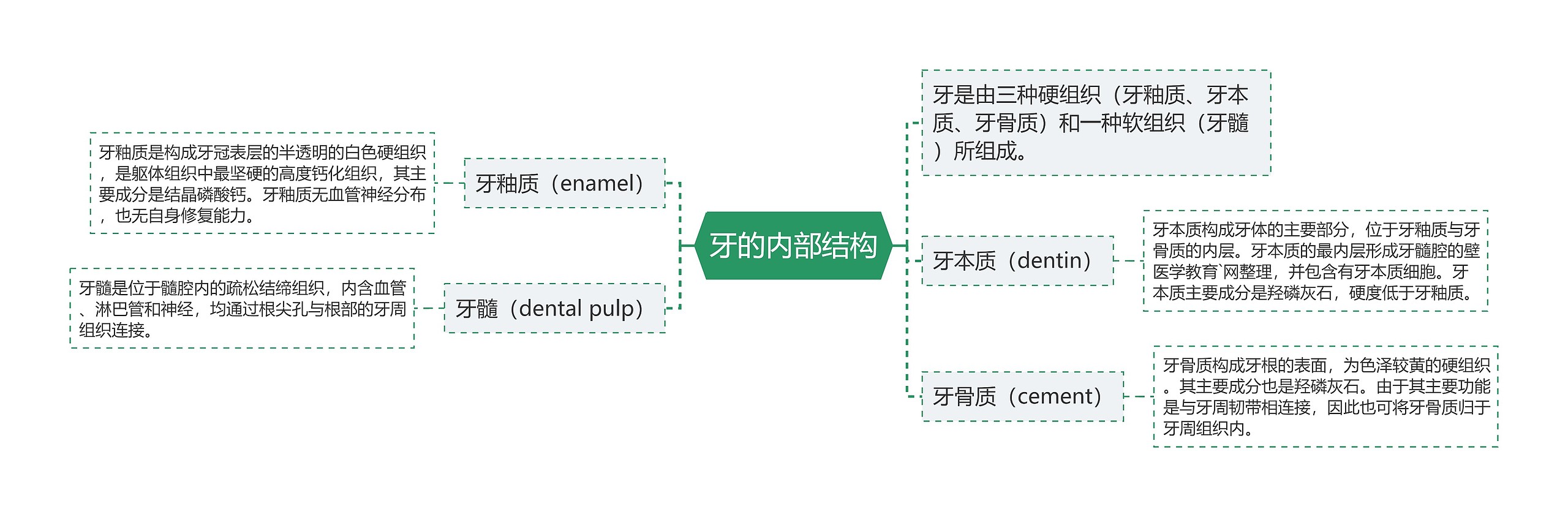 牙的内部结构思维导图