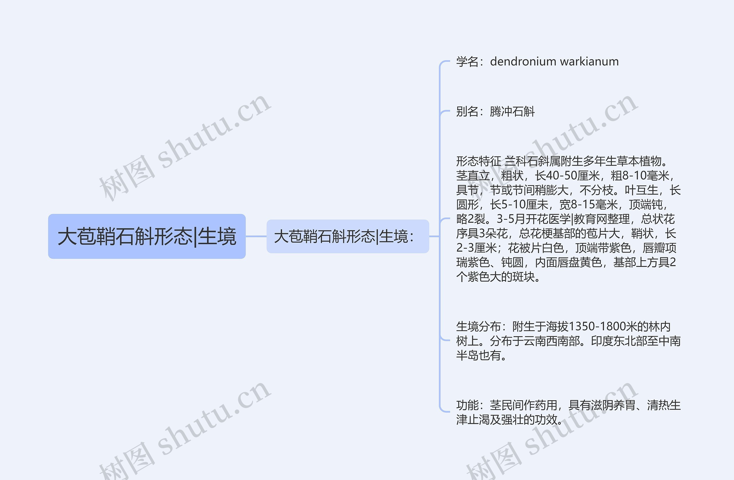 大苞鞘石斛形态|生境 大苞鞘石斛形态|生境