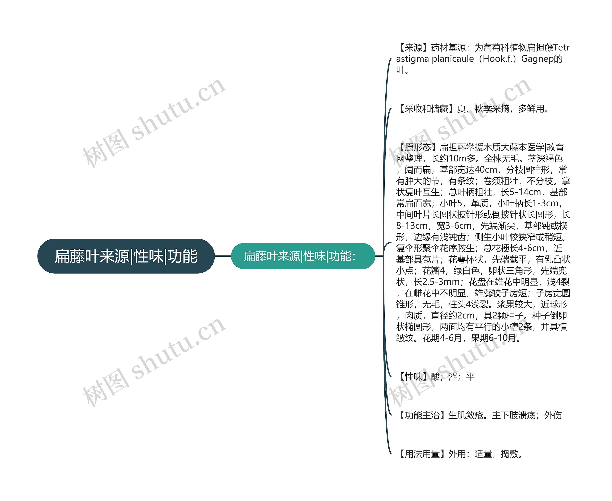 扁藤叶来源|性味|功能 扁藤叶来源|性味|功能