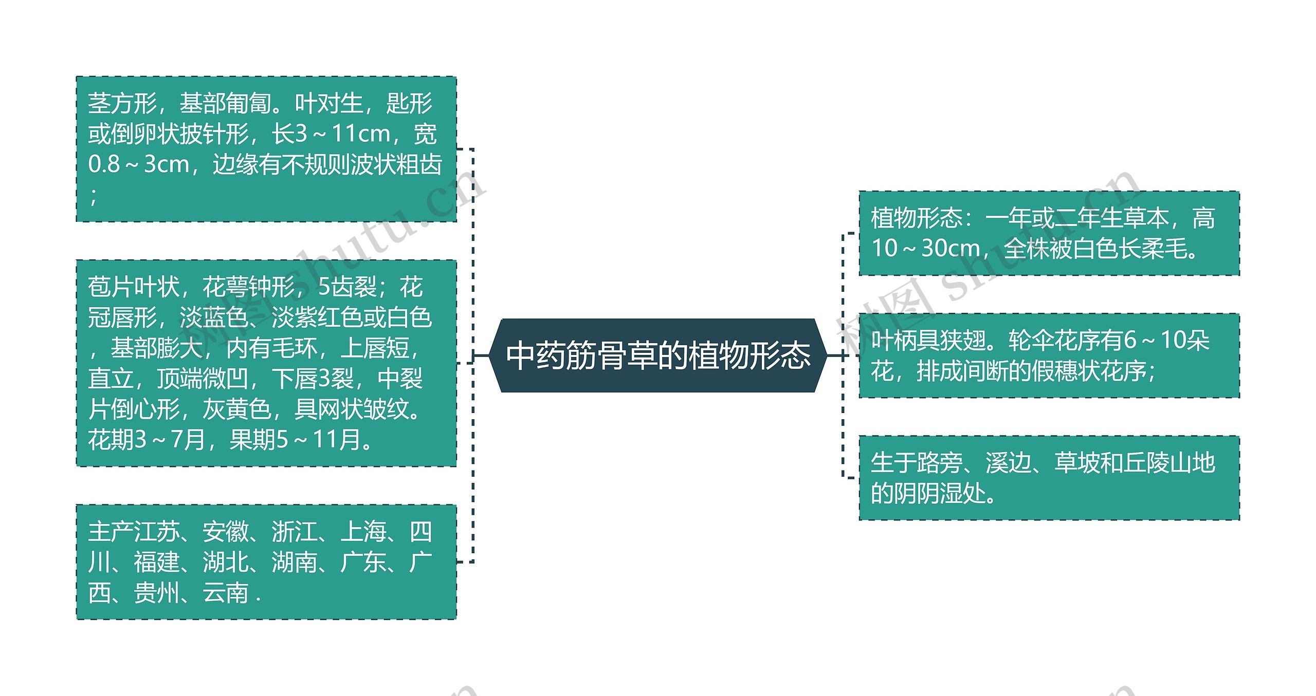 中药筋骨草的植物形态思维导图