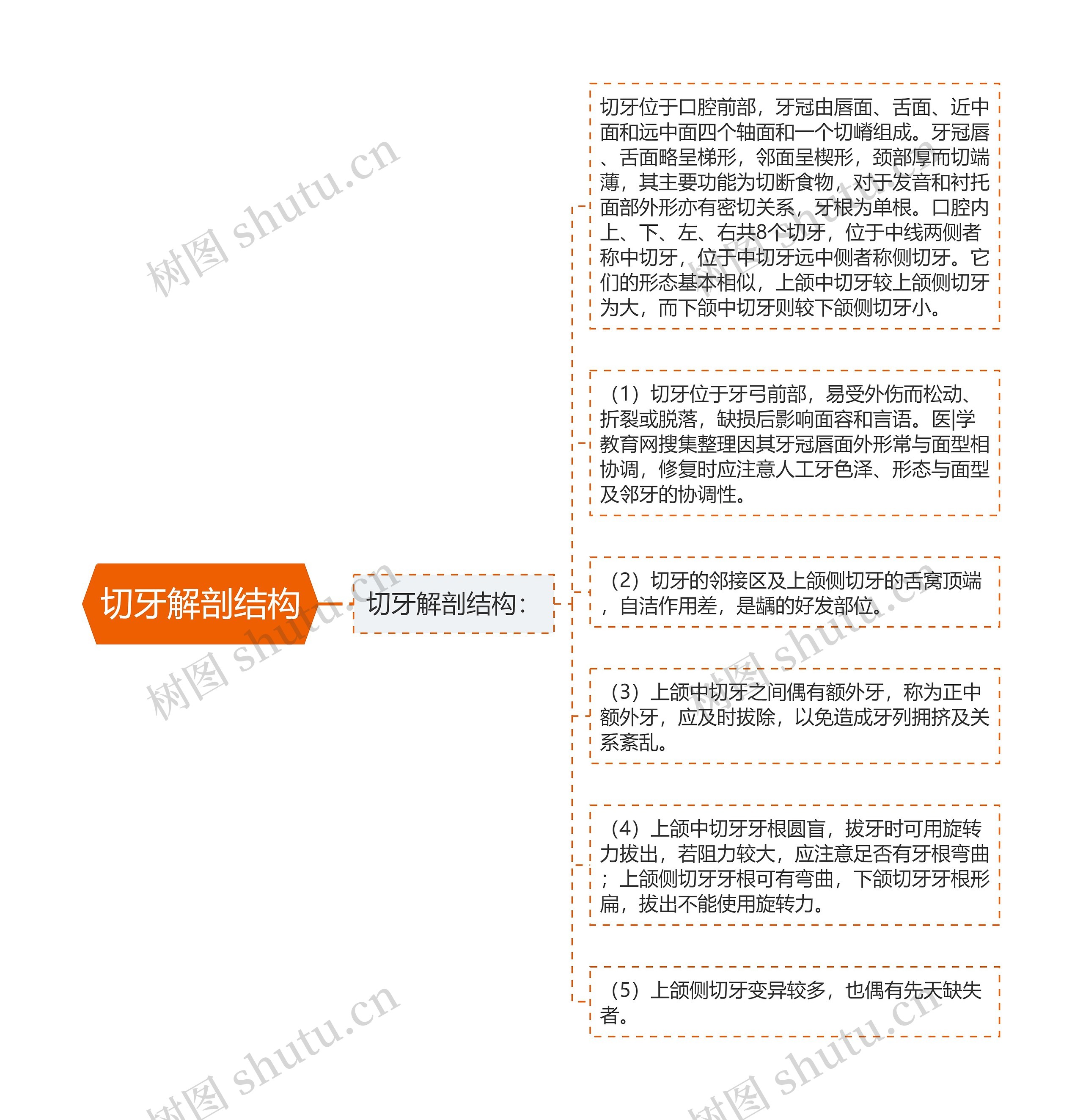 切牙解剖结构