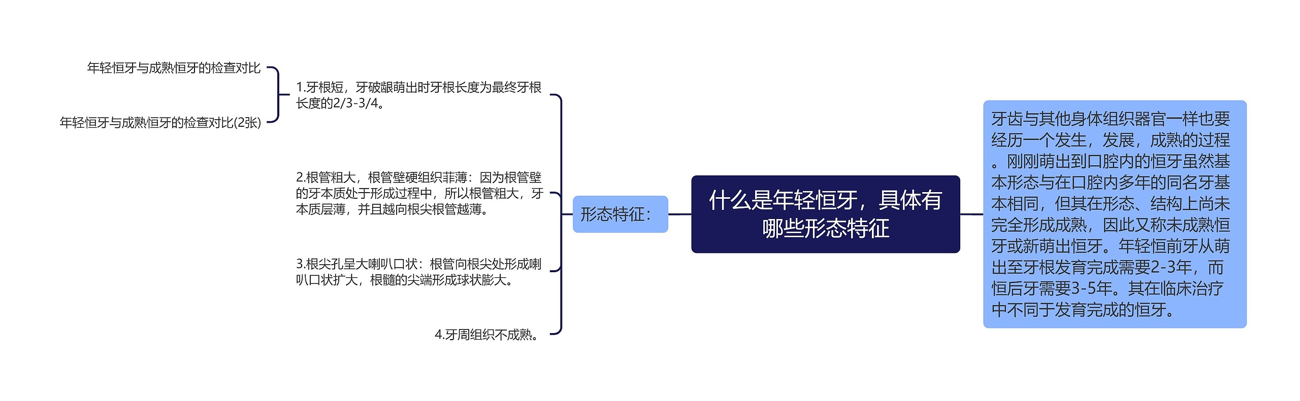 什么是年轻恒牙,具体有哪些形态特征 什么是年轻恒牙,具体有哪些形态特征