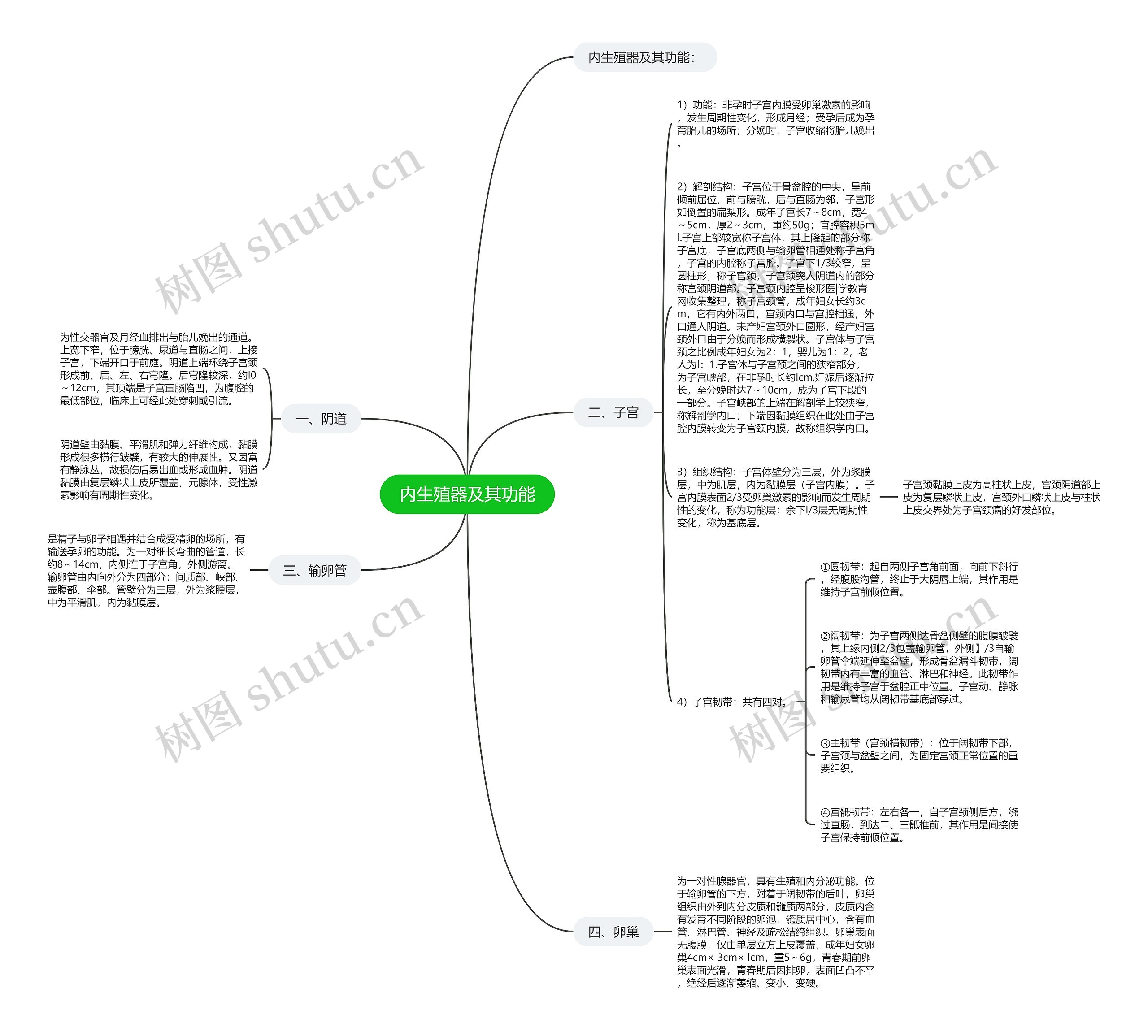 内生殖器及其功能思维导图