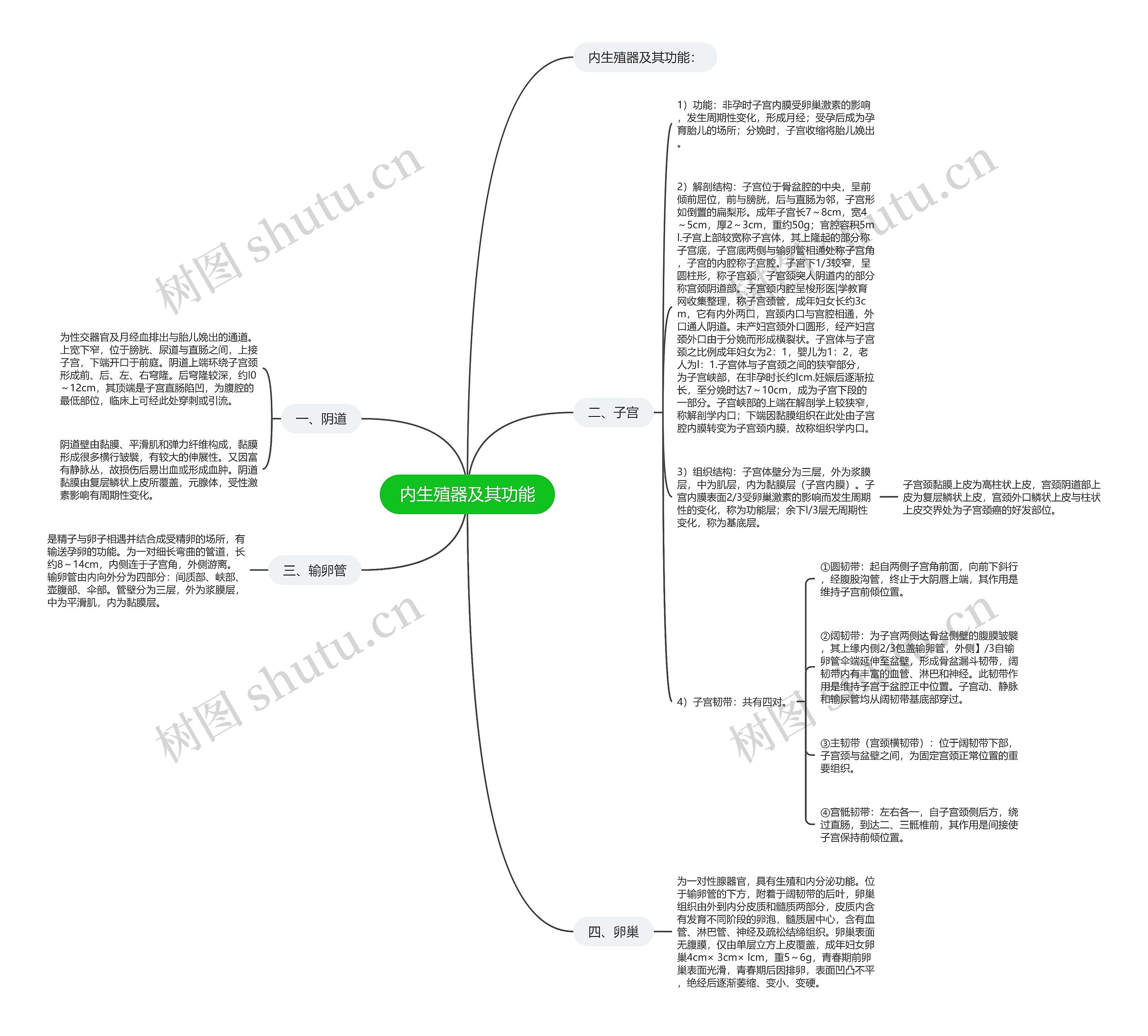内生殖器及其功能 内生殖器及其功能