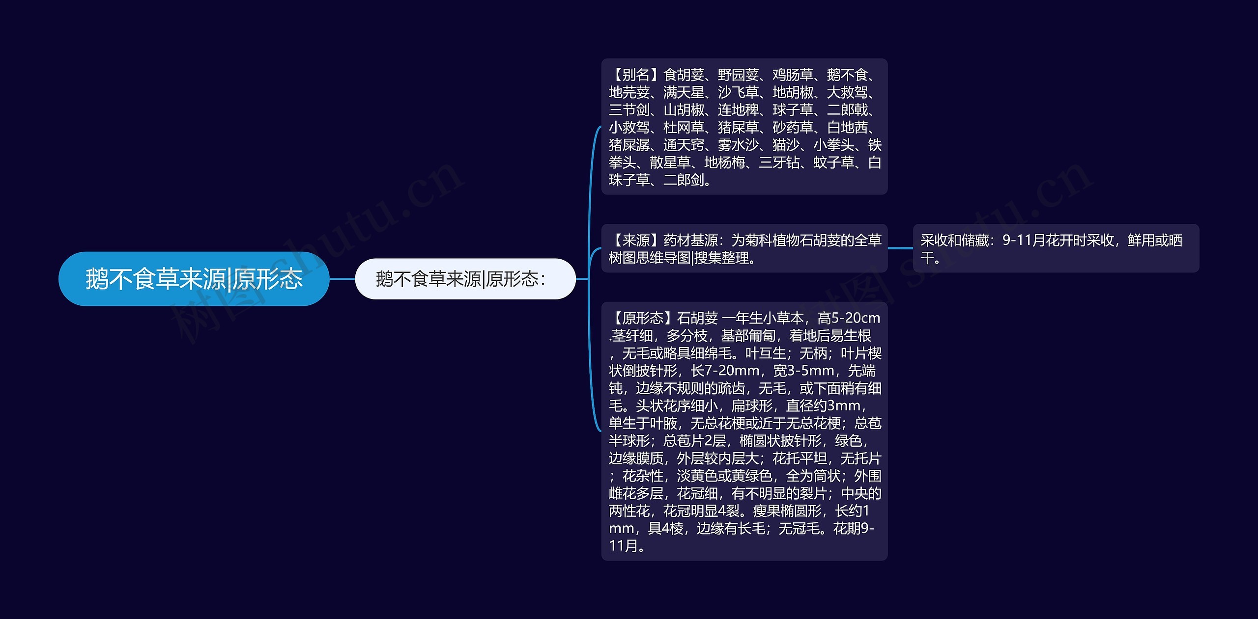 鹅不食草来源|原形态 鹅不食草来源|原形态