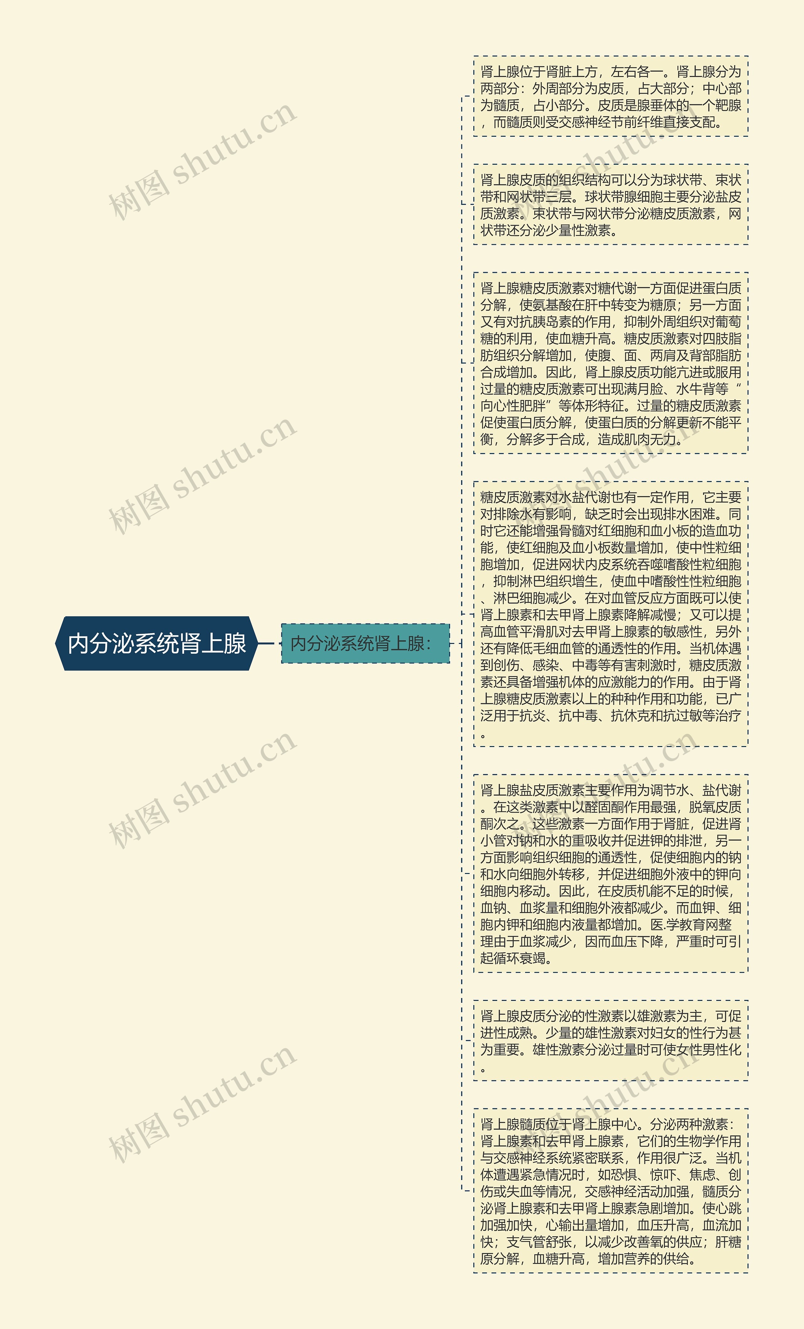 内分泌系统肾上腺思维导图