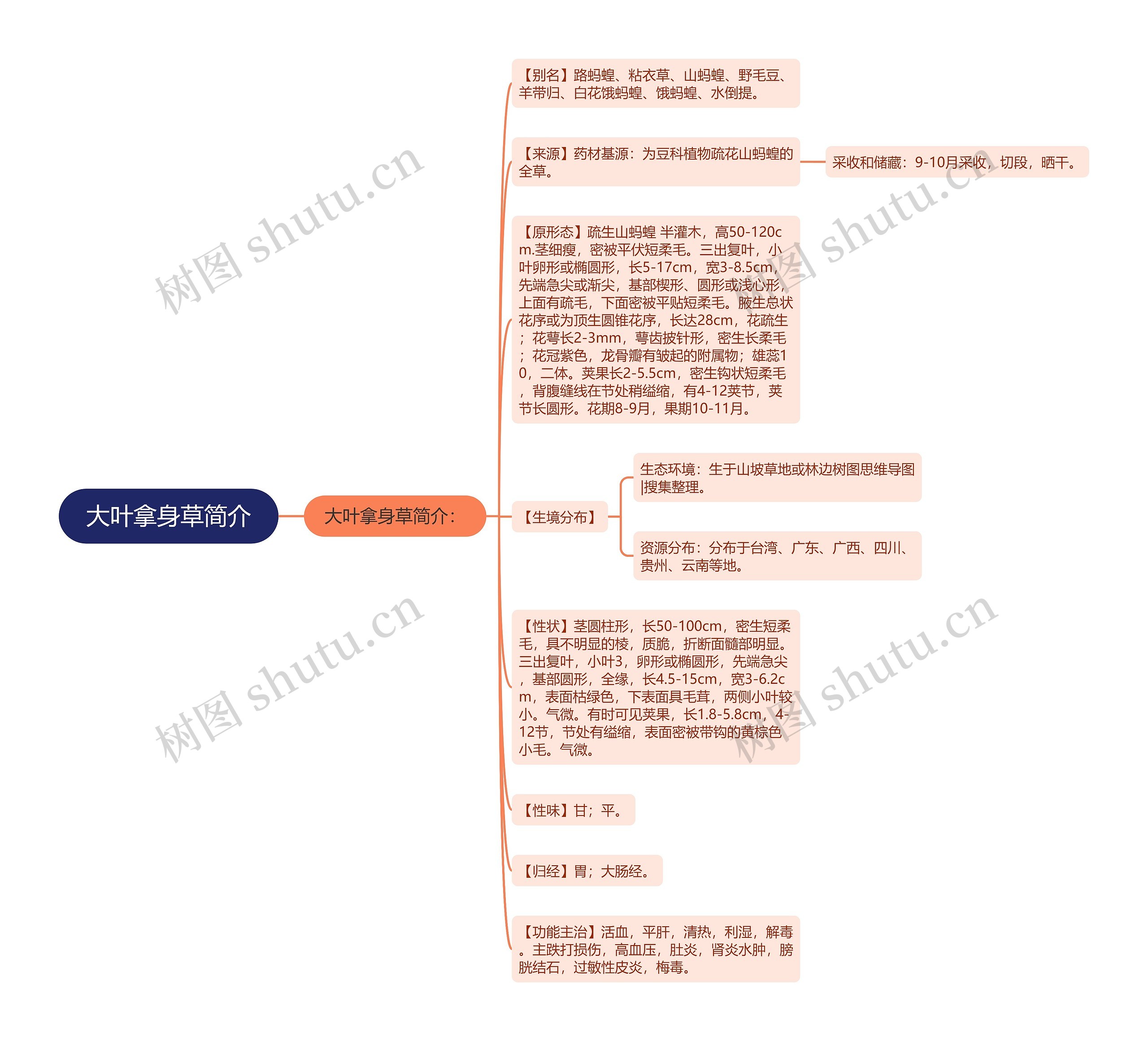 大叶拿身草简介思维导图