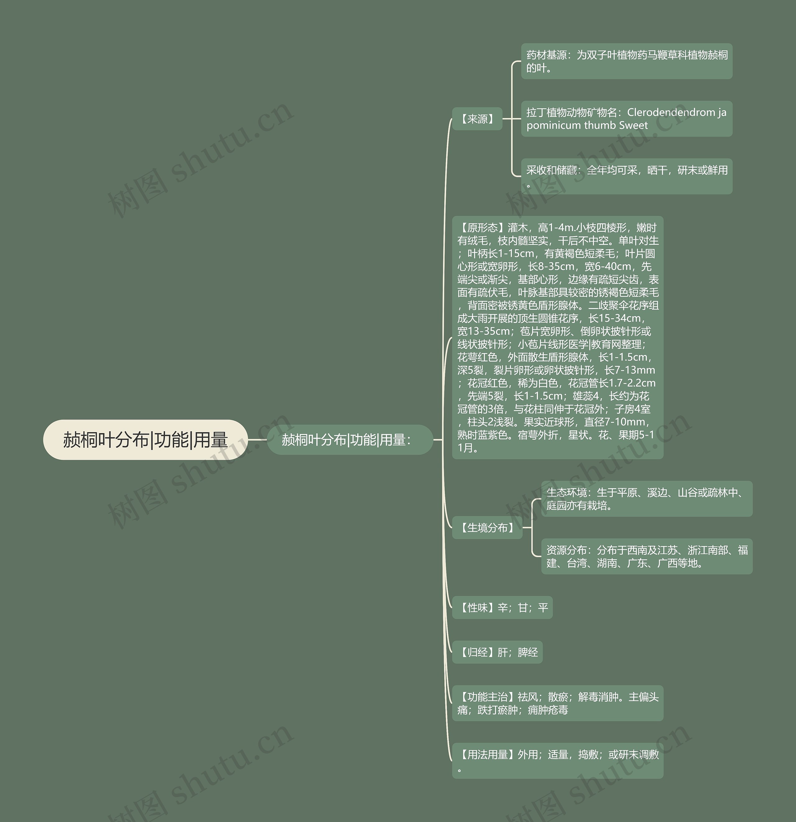 赪桐叶分布|功能|用量思维导图