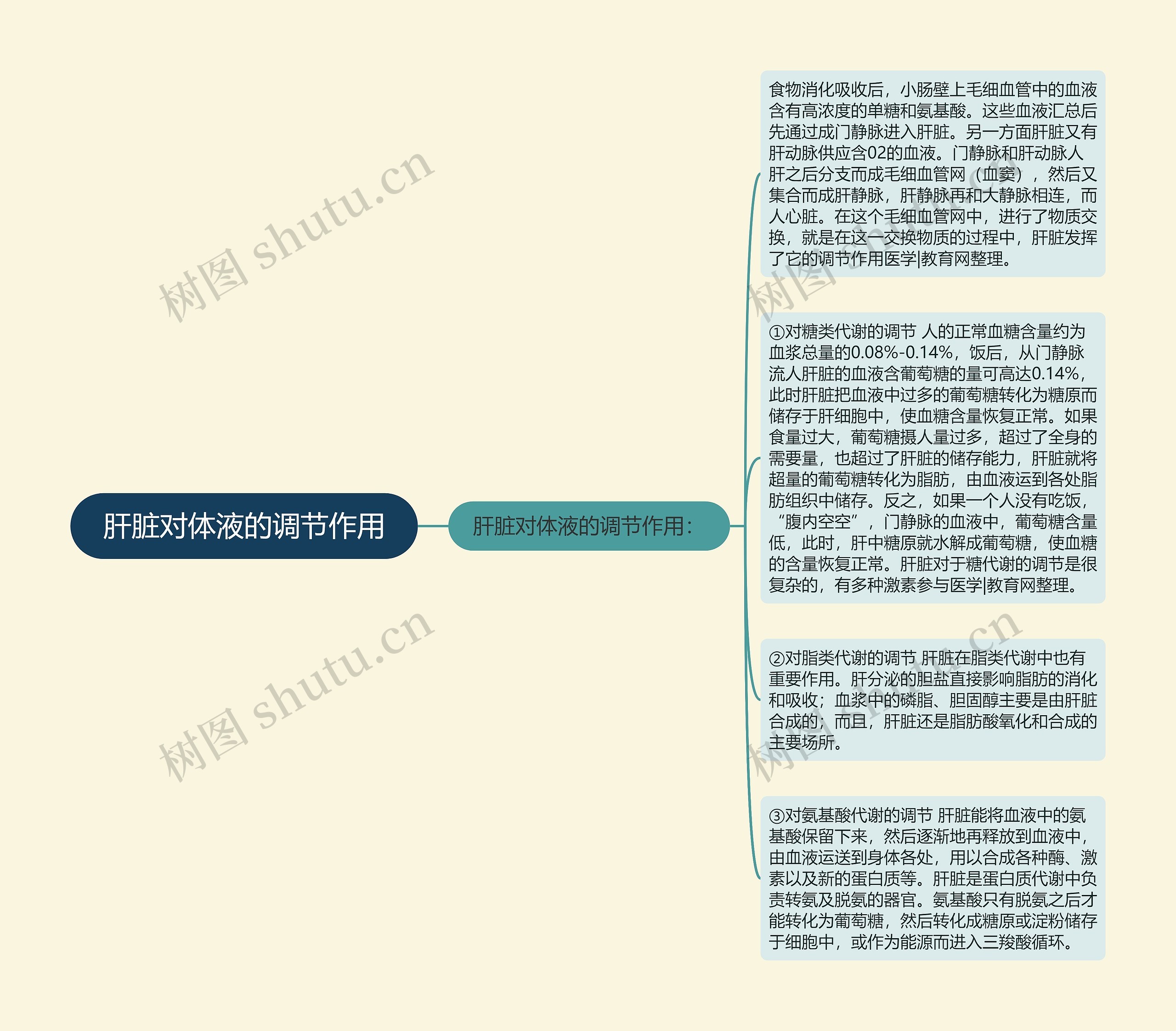 肝脏对体液的调节作用思维导图