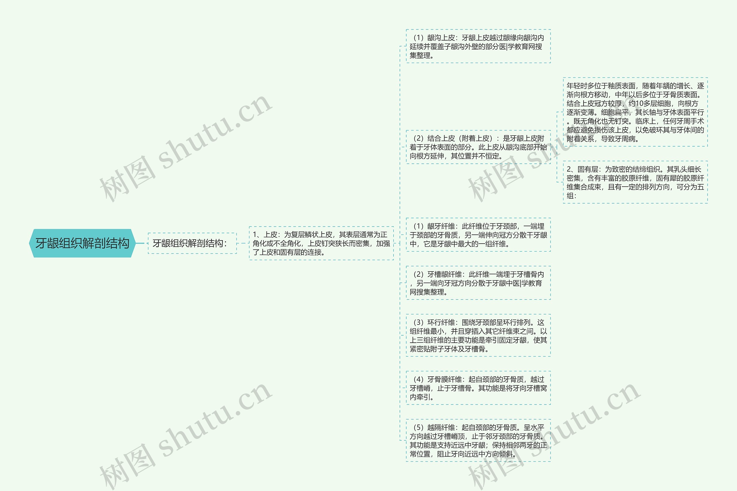 牙龈组织解剖结构思维导图