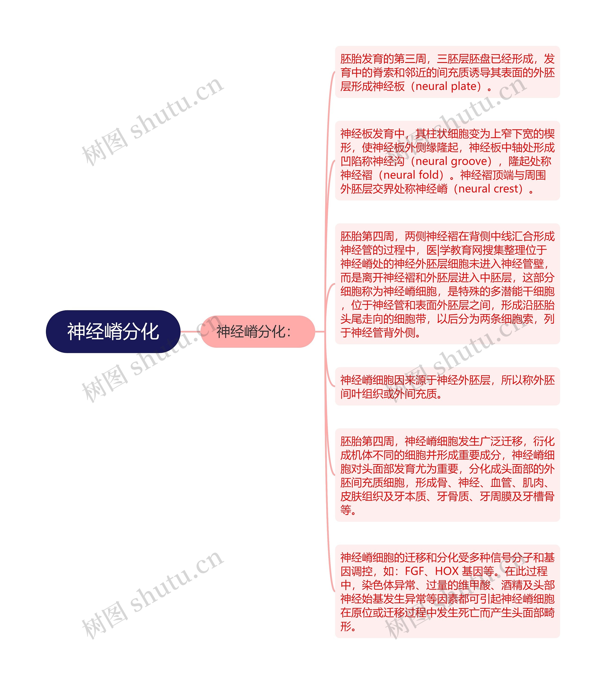 神经嵴分化思维导图