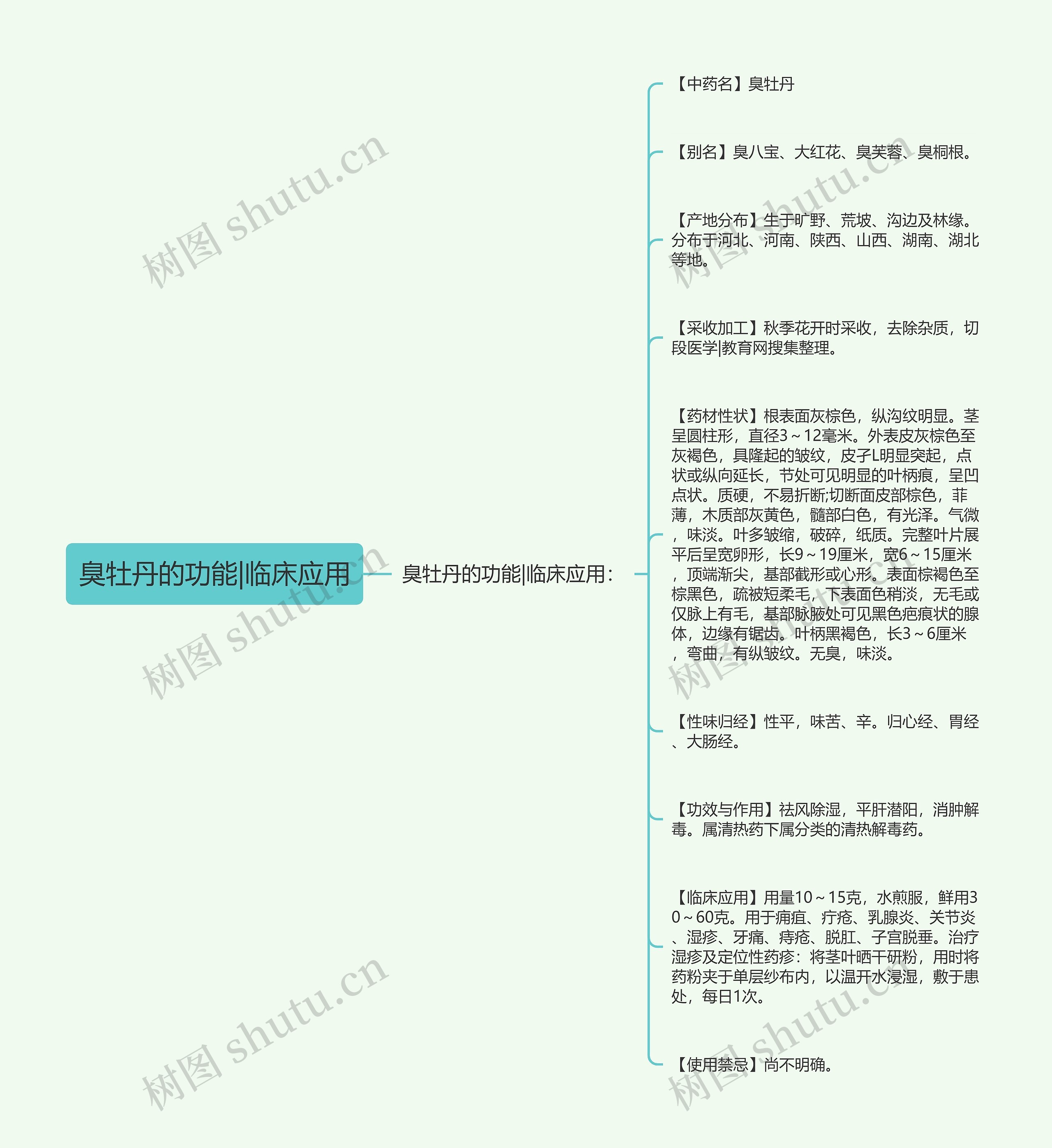 臭牡丹的功能|临床应用 臭牡丹的功能|临床应用