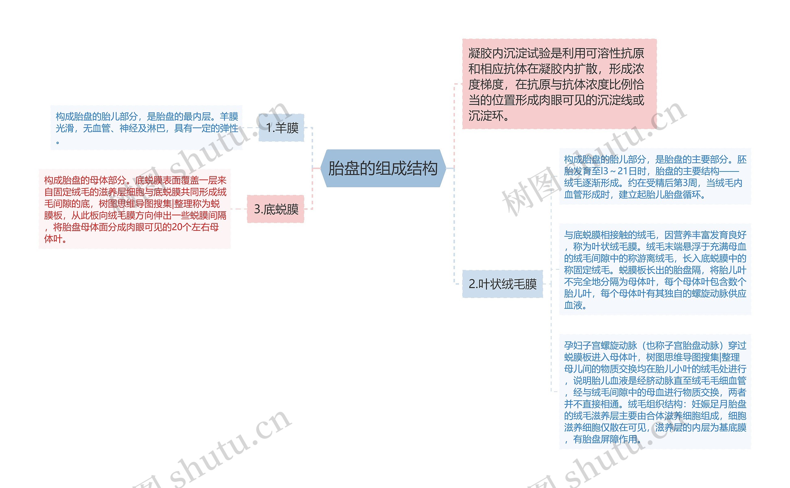 胎盘的组成结构思维导图