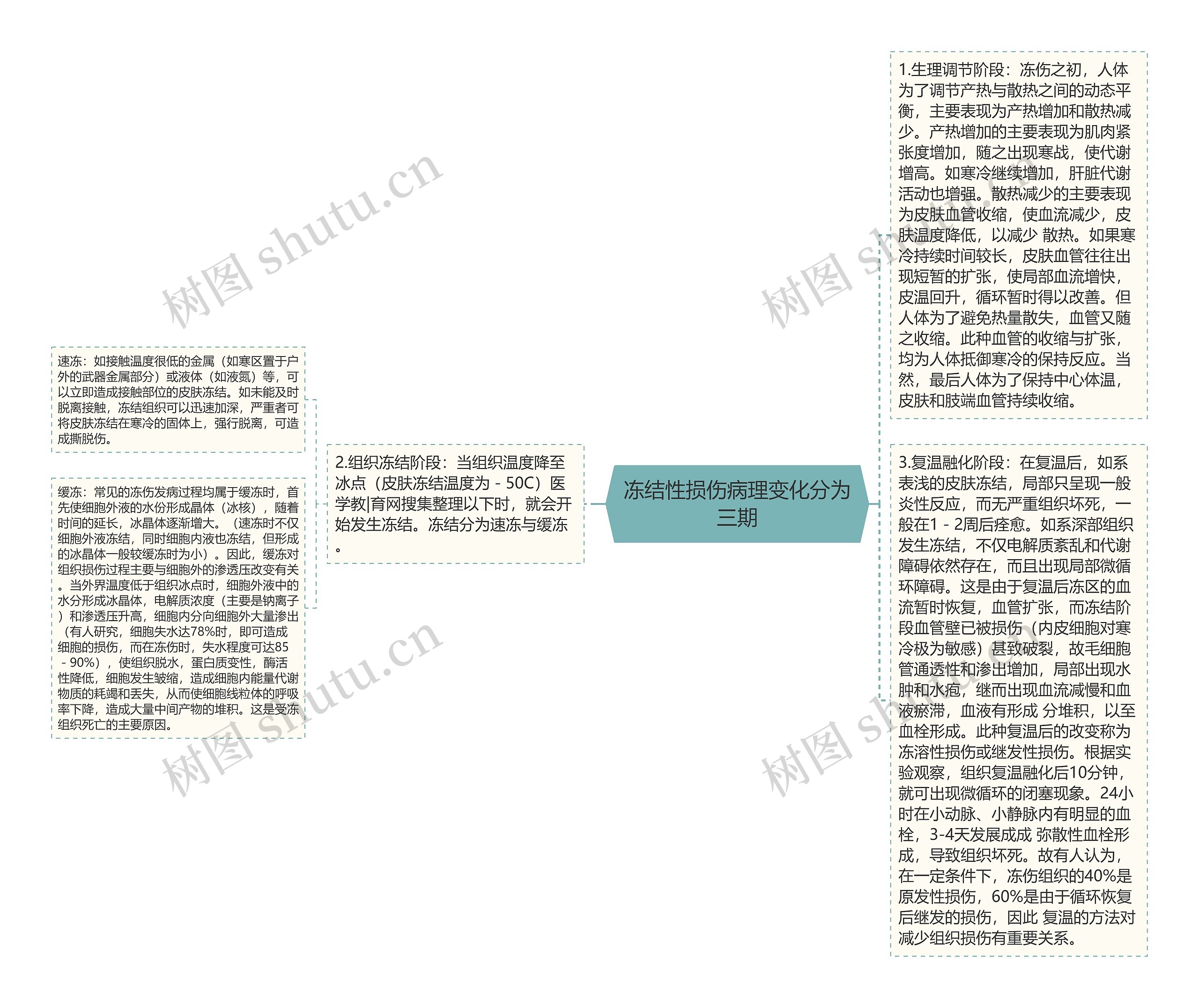 冻结性损伤病理变化分为三期