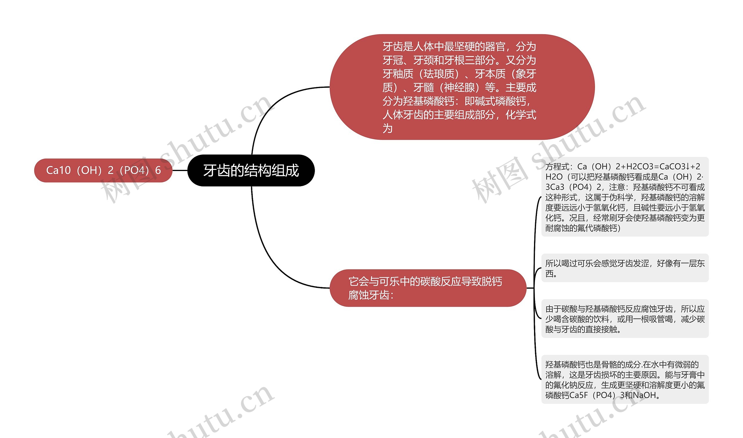 牙齿的结构组成