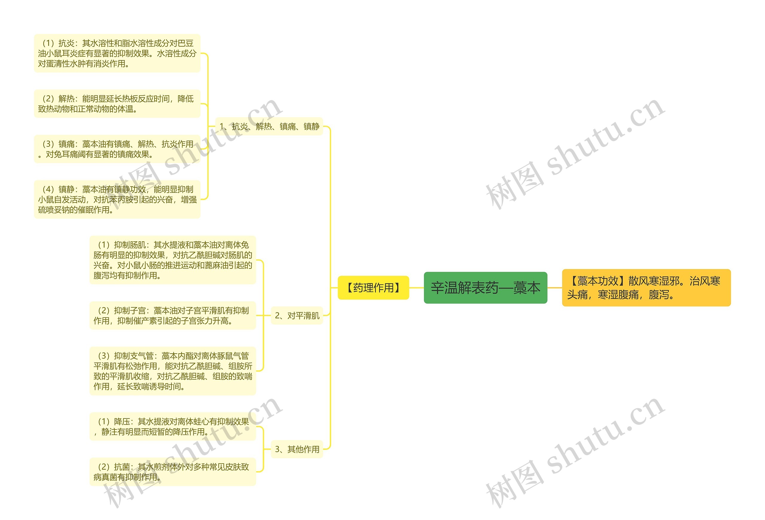 辛温解表药—藁本 辛温解表药—藁本
