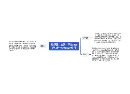 输尿管、膀胱、尿道的生理结构特点和临床作用