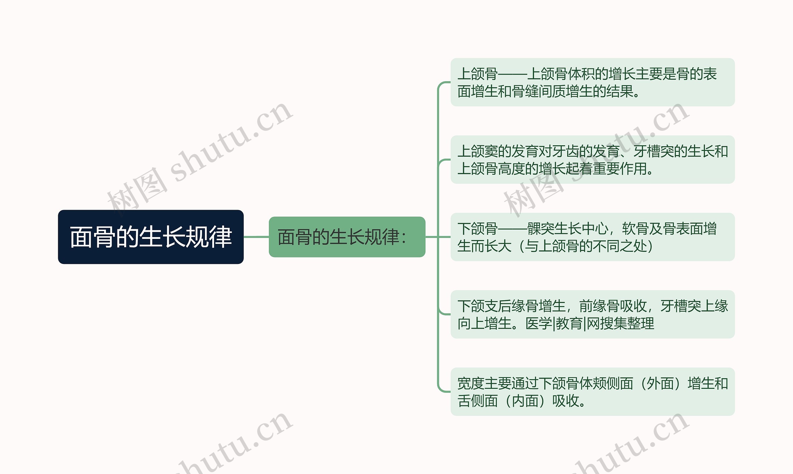 面骨的生长规律 面骨的生长规律