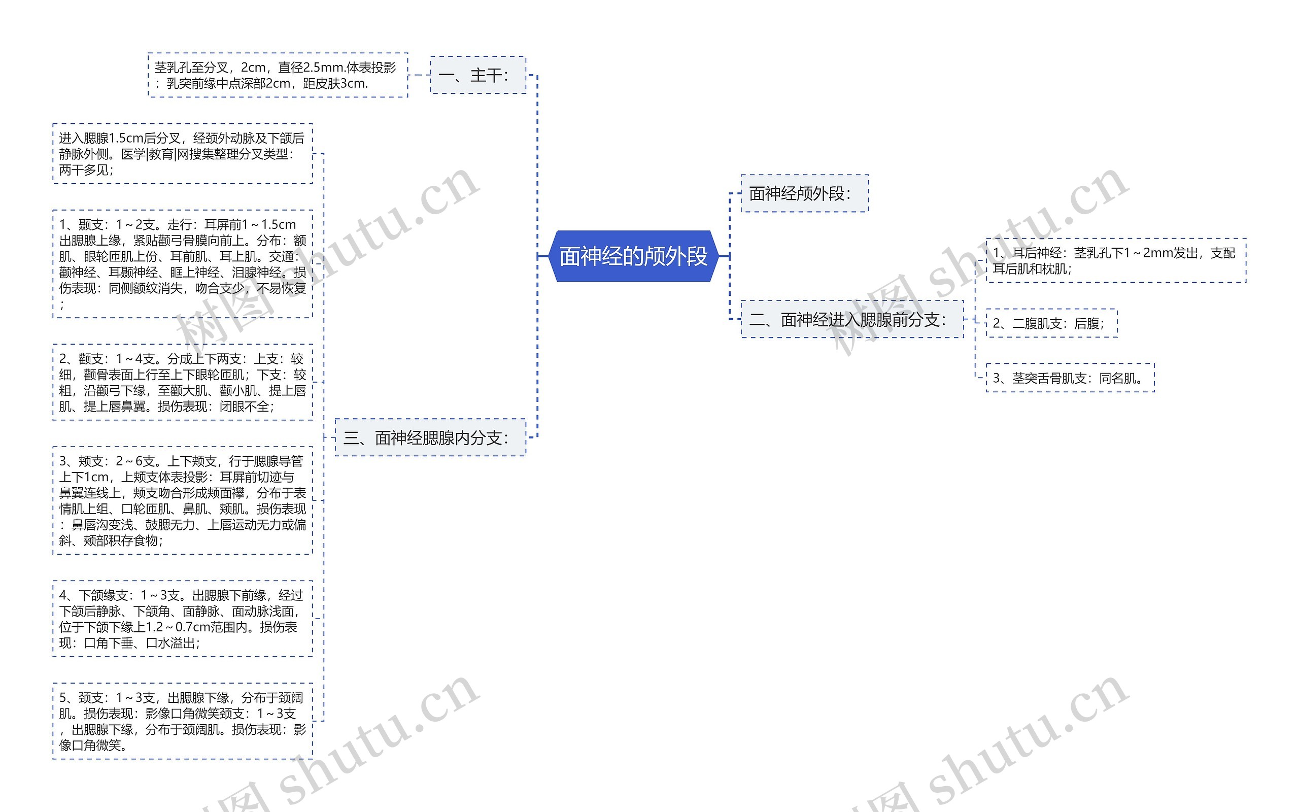 面神经的颅外段 面神经的颅外段