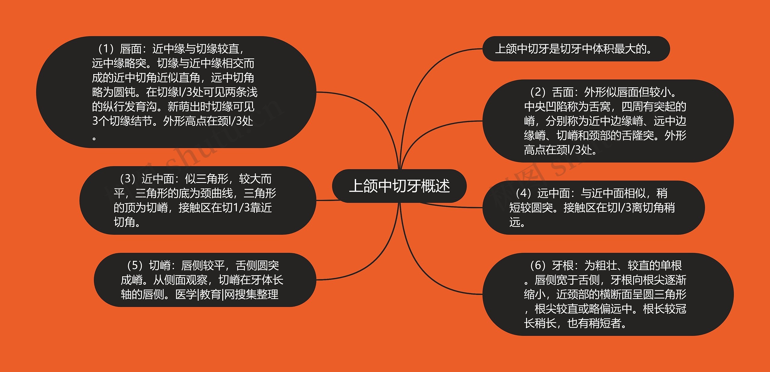 上颌中切牙概述 上颌中切牙概述