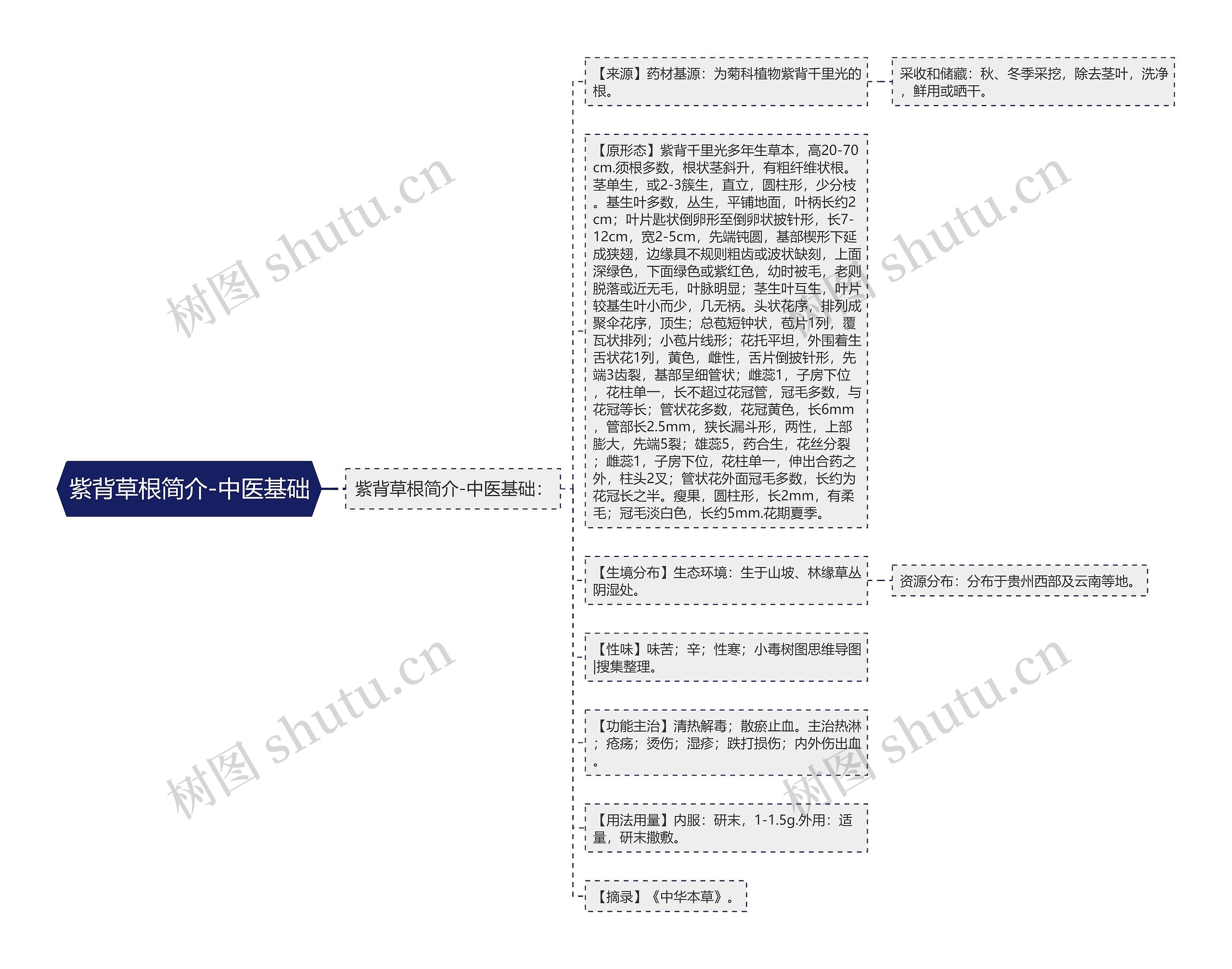 紫背草根简介-中医基础思维导图