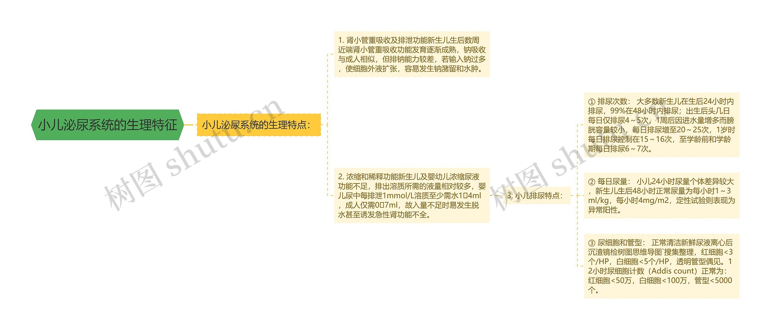 小儿泌尿系统的生理特征