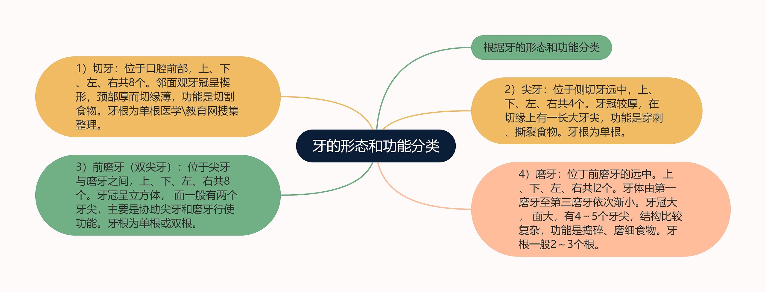 牙的形态和功能分类思维导图