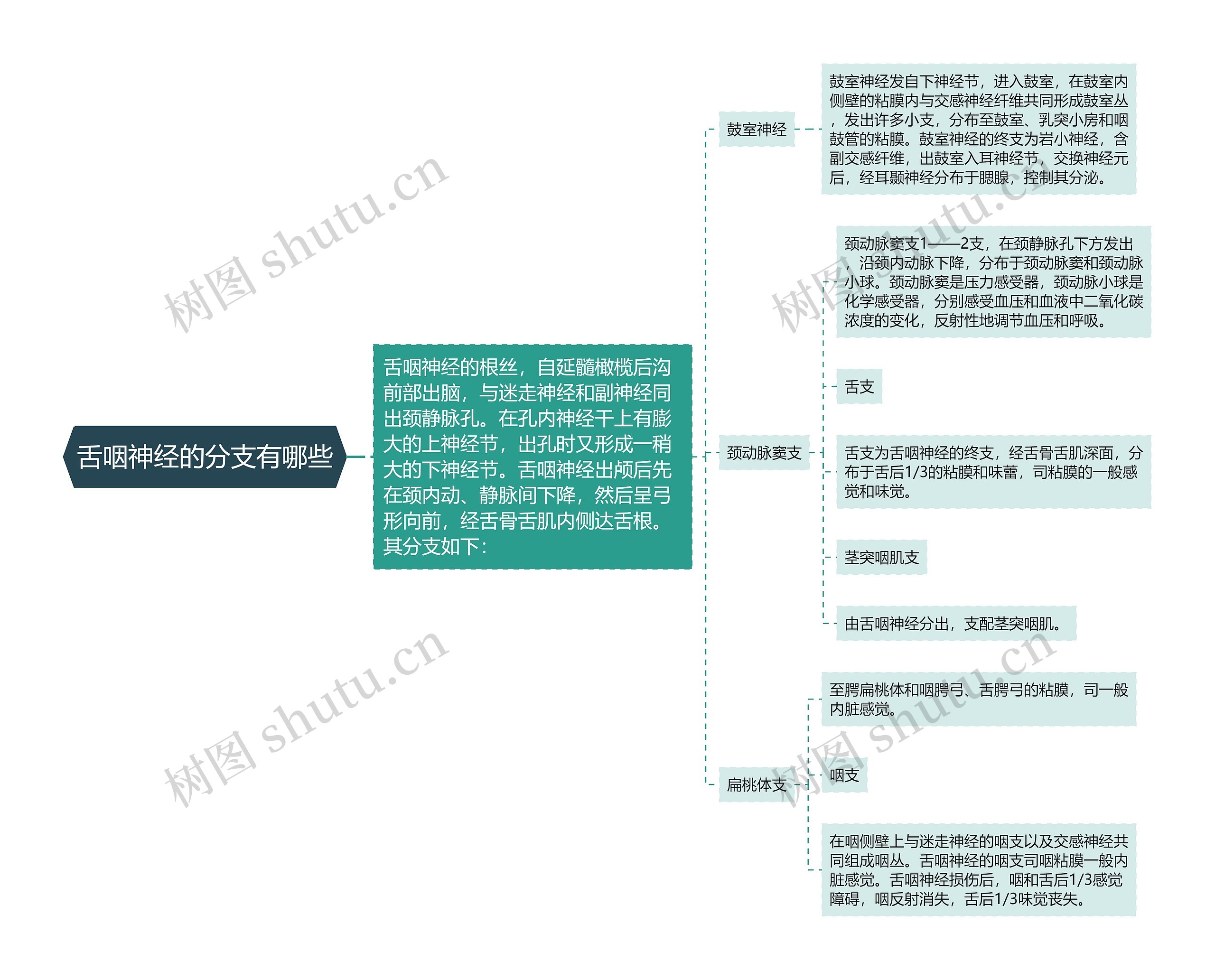 舌咽神经的分支有哪些