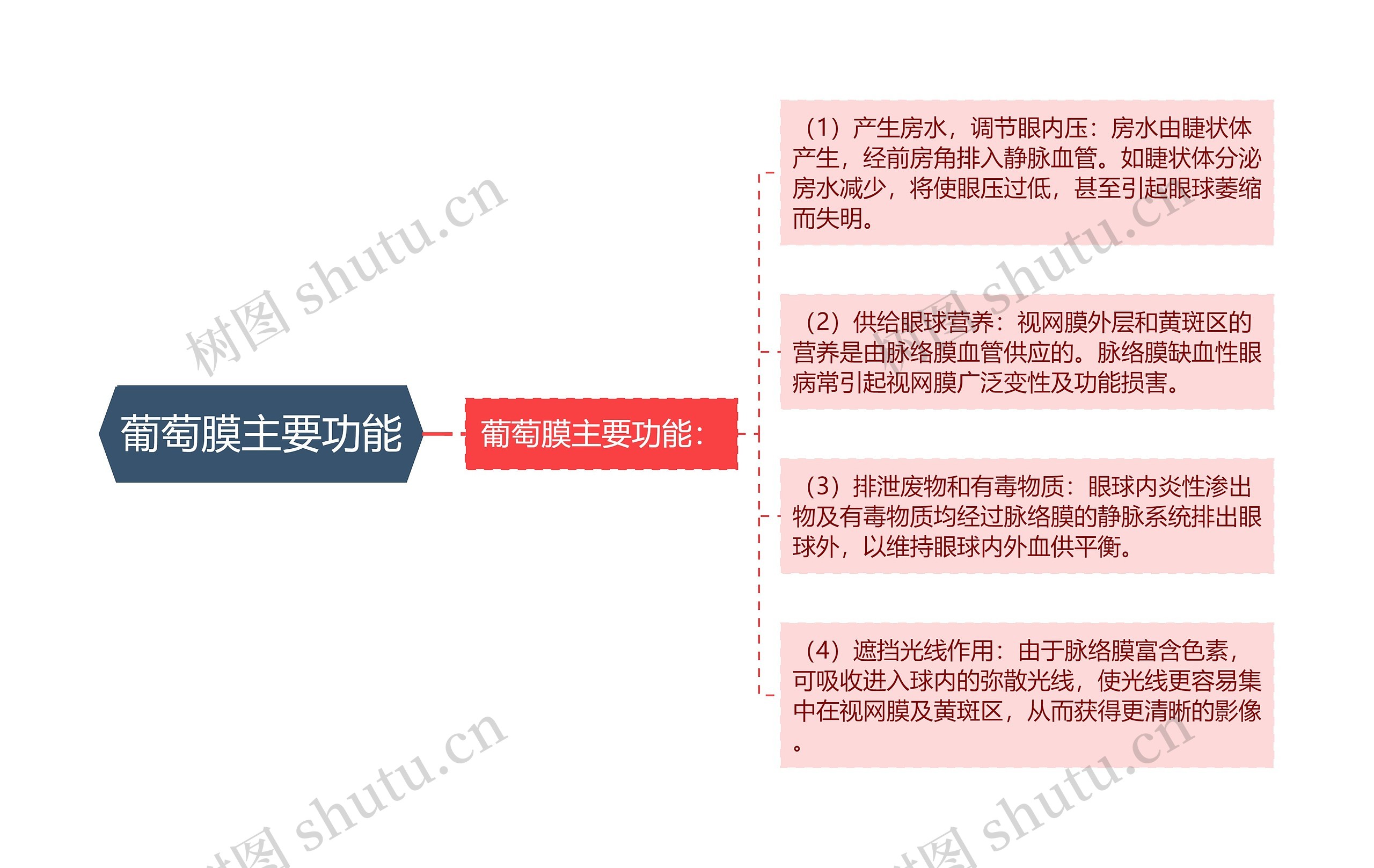 葡萄膜主要功能思维导图