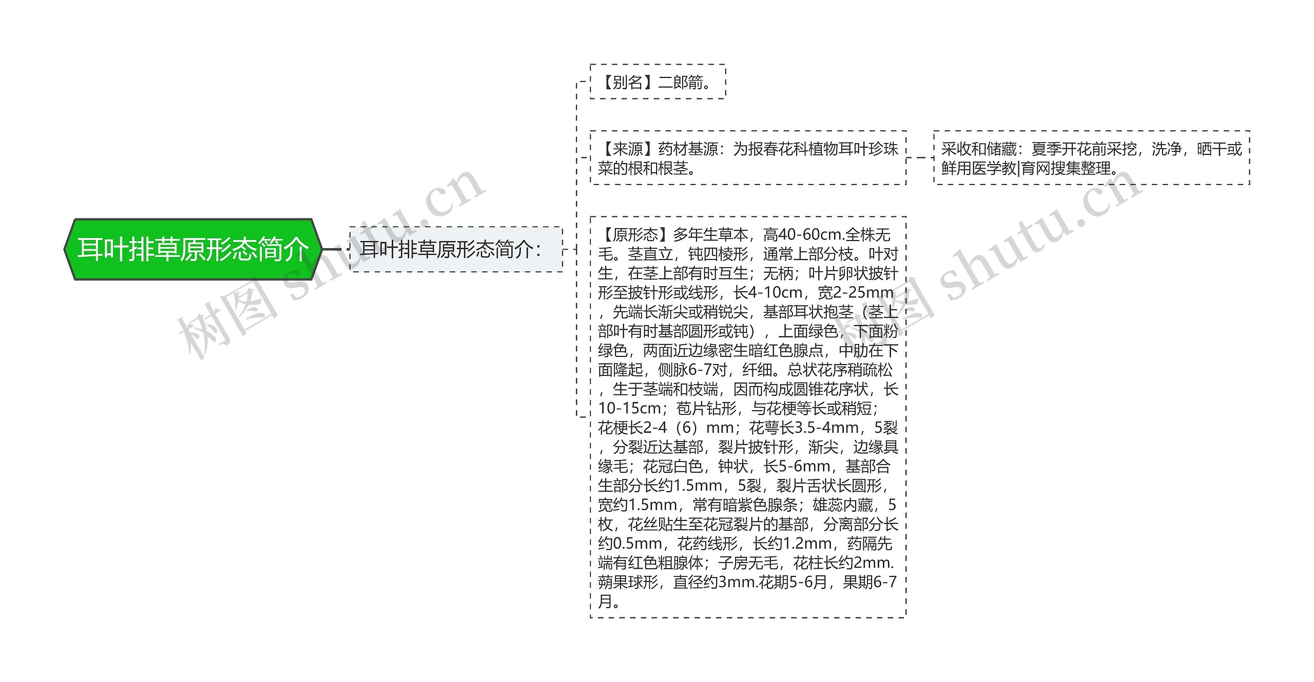 耳叶排草原形态简介思维导图