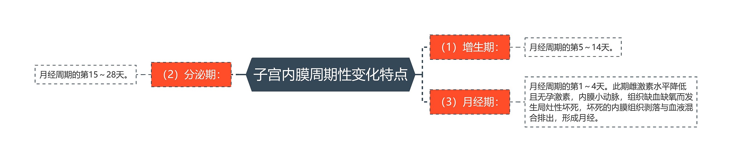 子宫内膜周期性变化特点