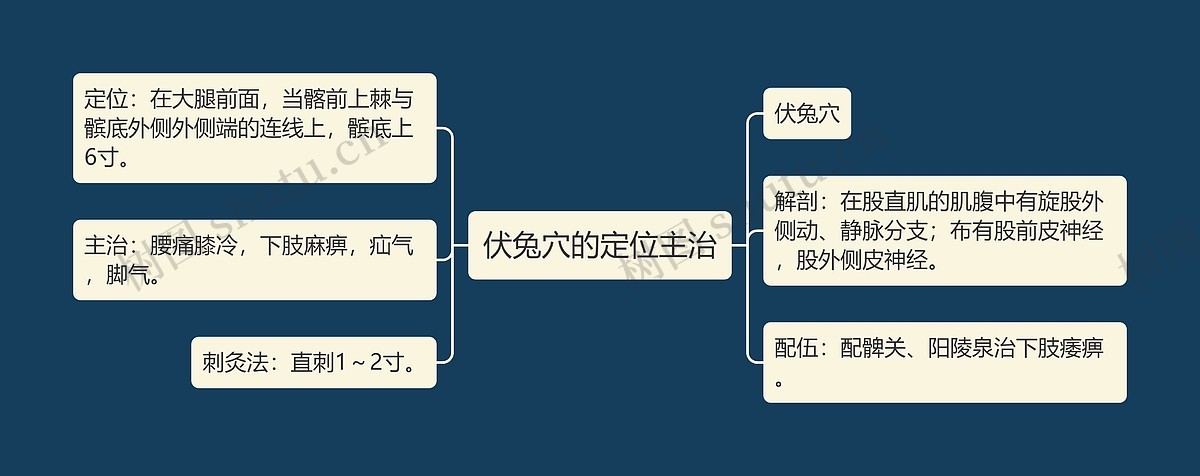伏兔穴的定位主治思维导图_编号p6768581-TreeMind树图
